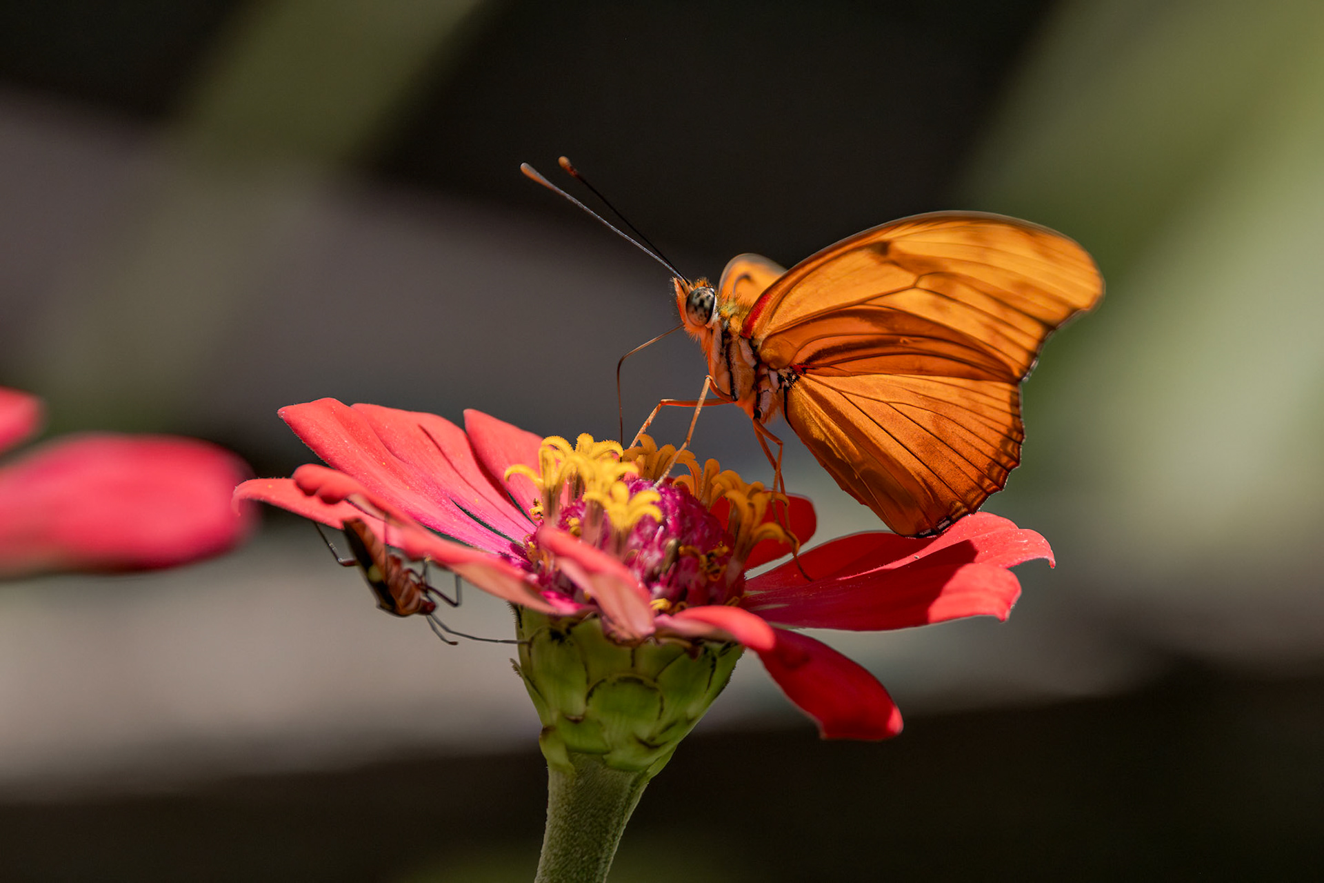 Julia Heliconian (Dryas iulia)