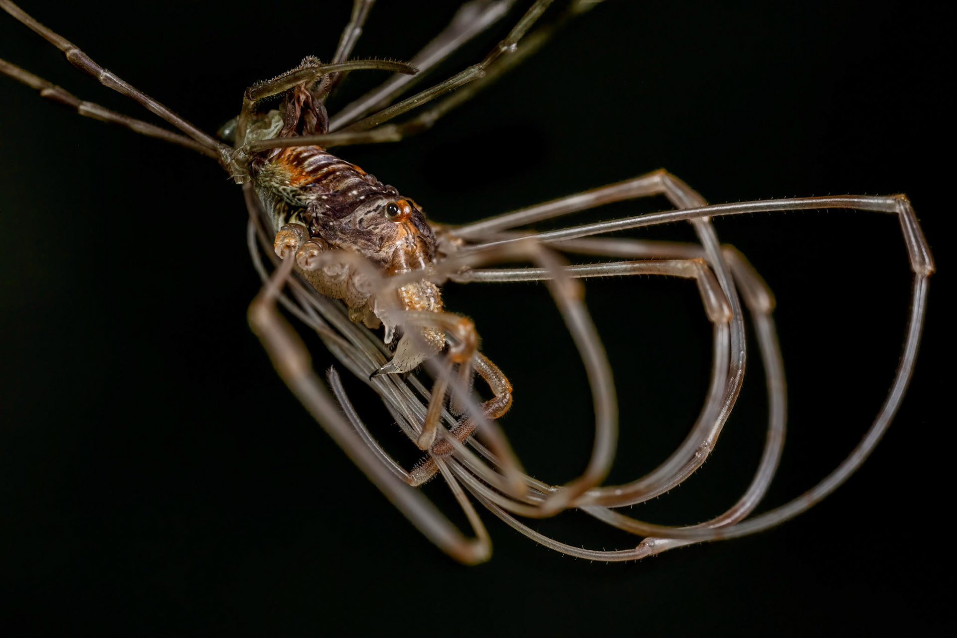 Harvestman (Opiliones)