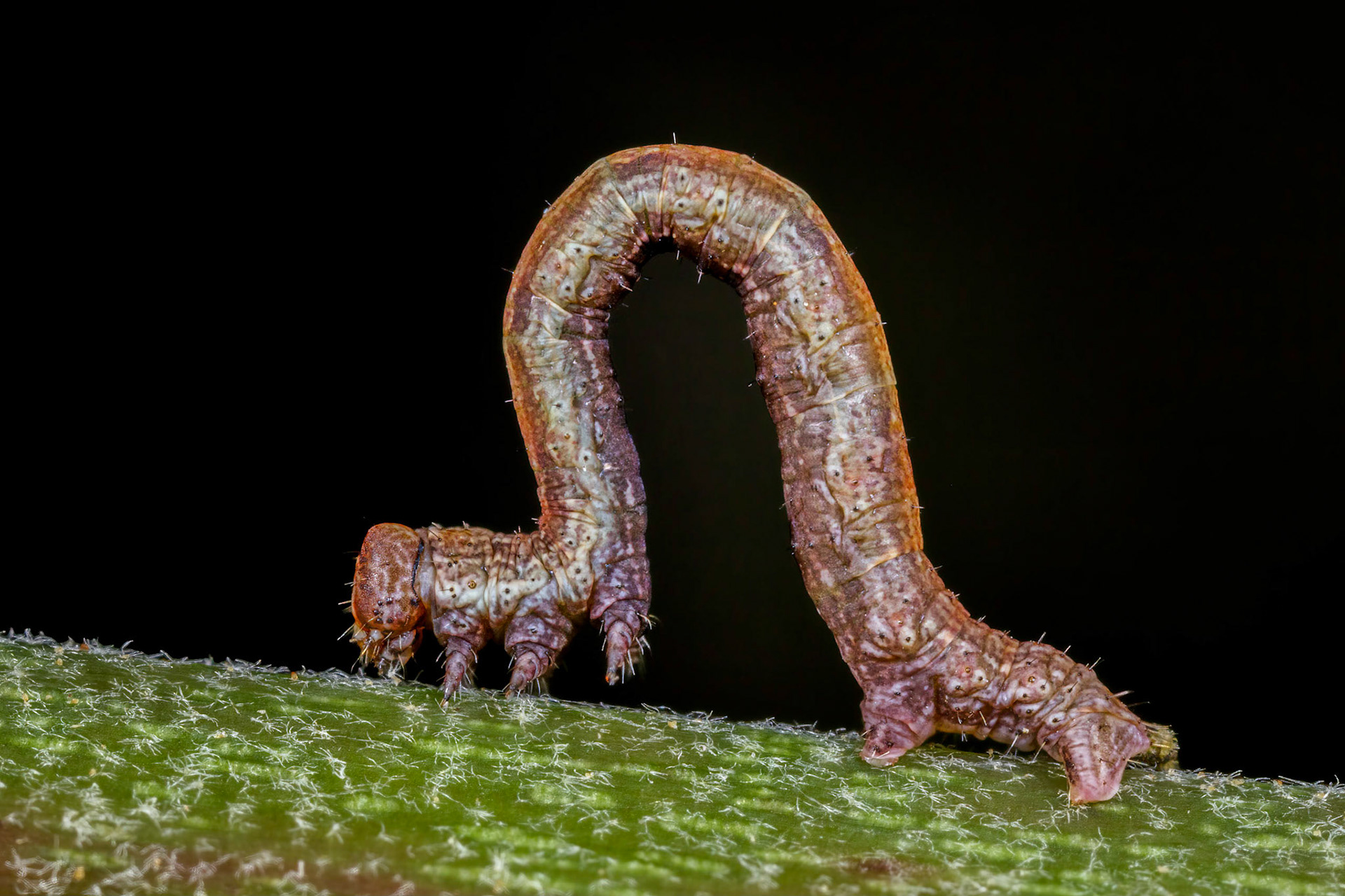 Geometer Moth Caterpillar (Geometridae)