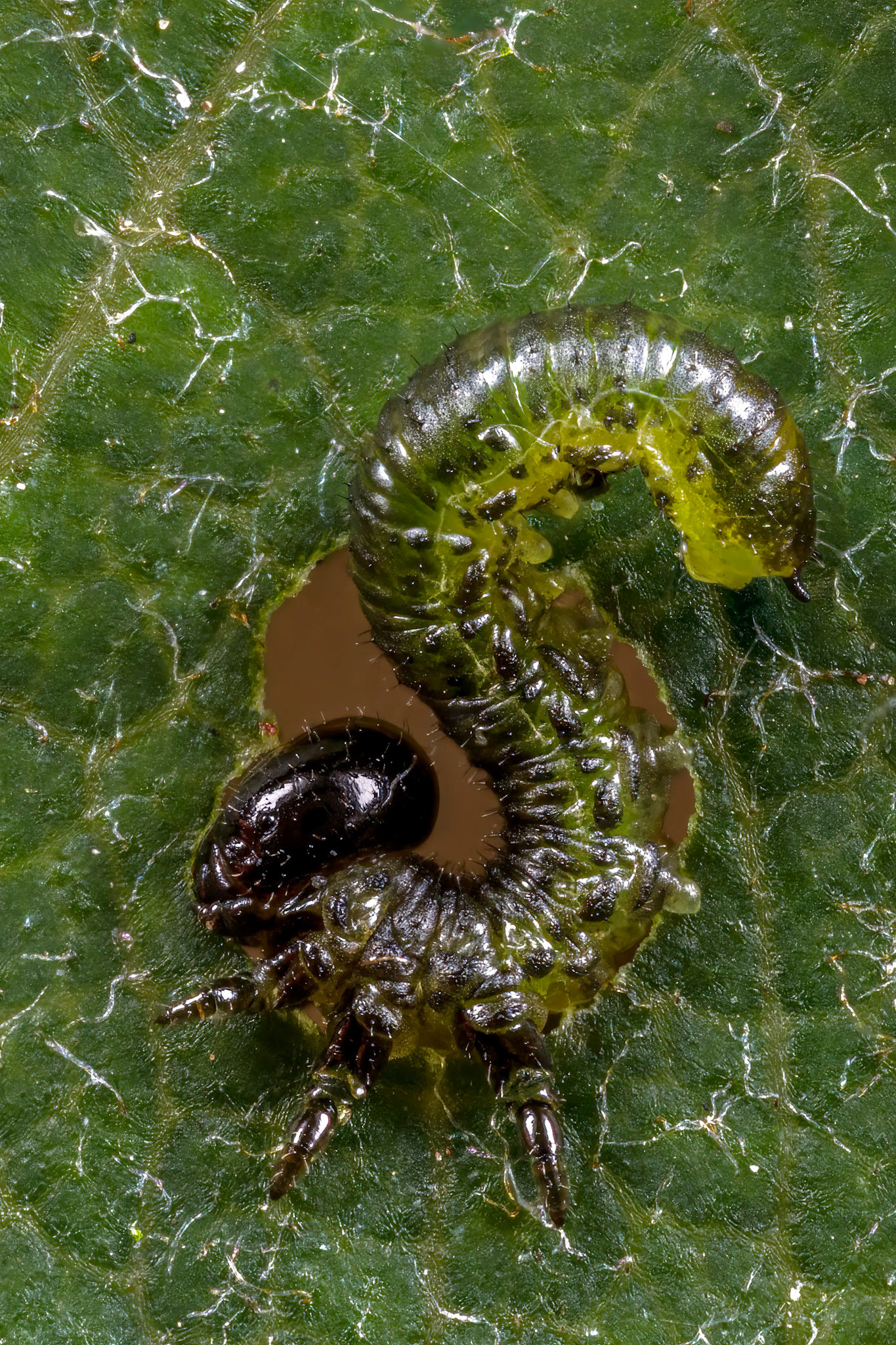 Hazel Sawfly Larva (Nematus septentrionalis)