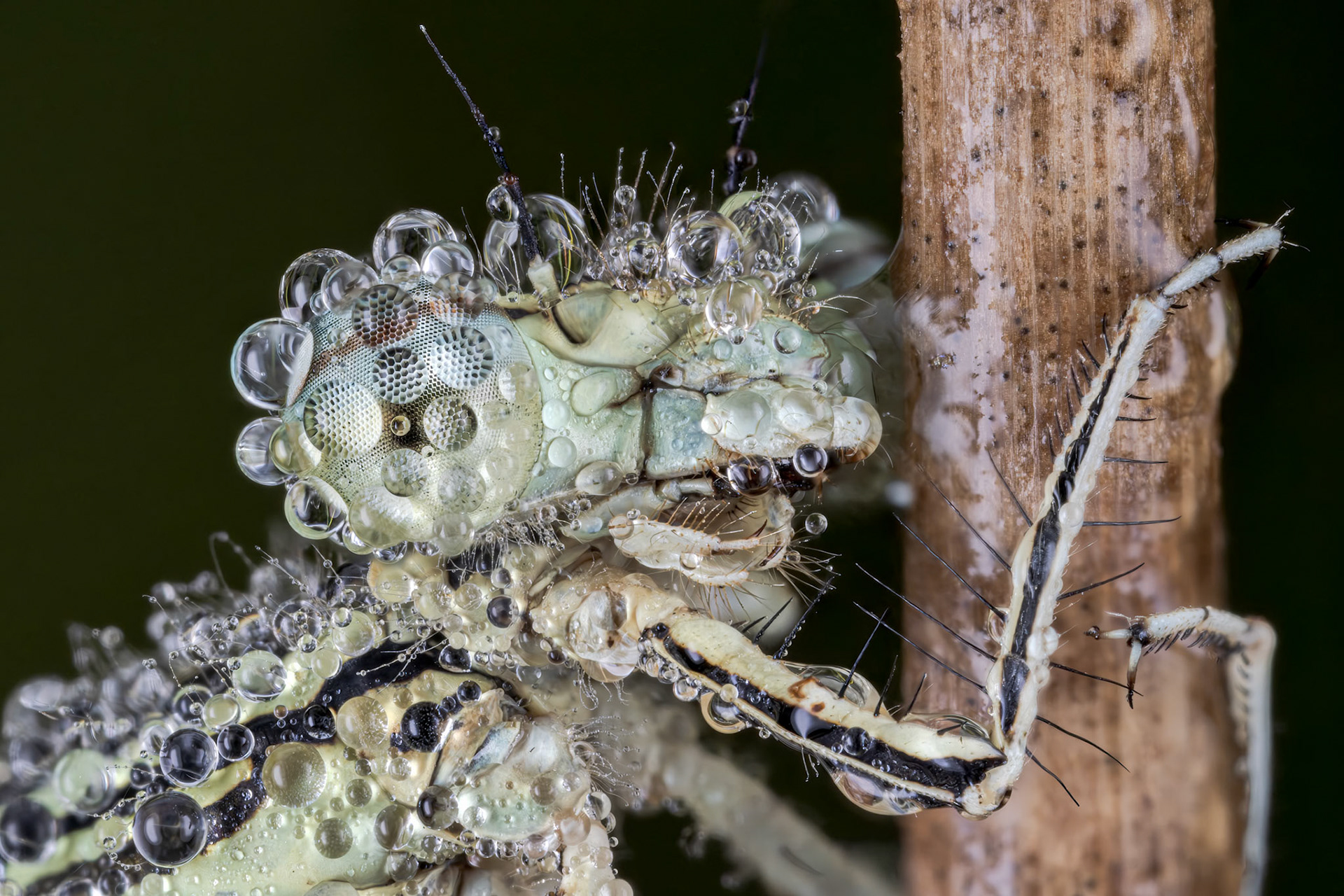 White-legged Damselfly (Platycnemis pennipes)