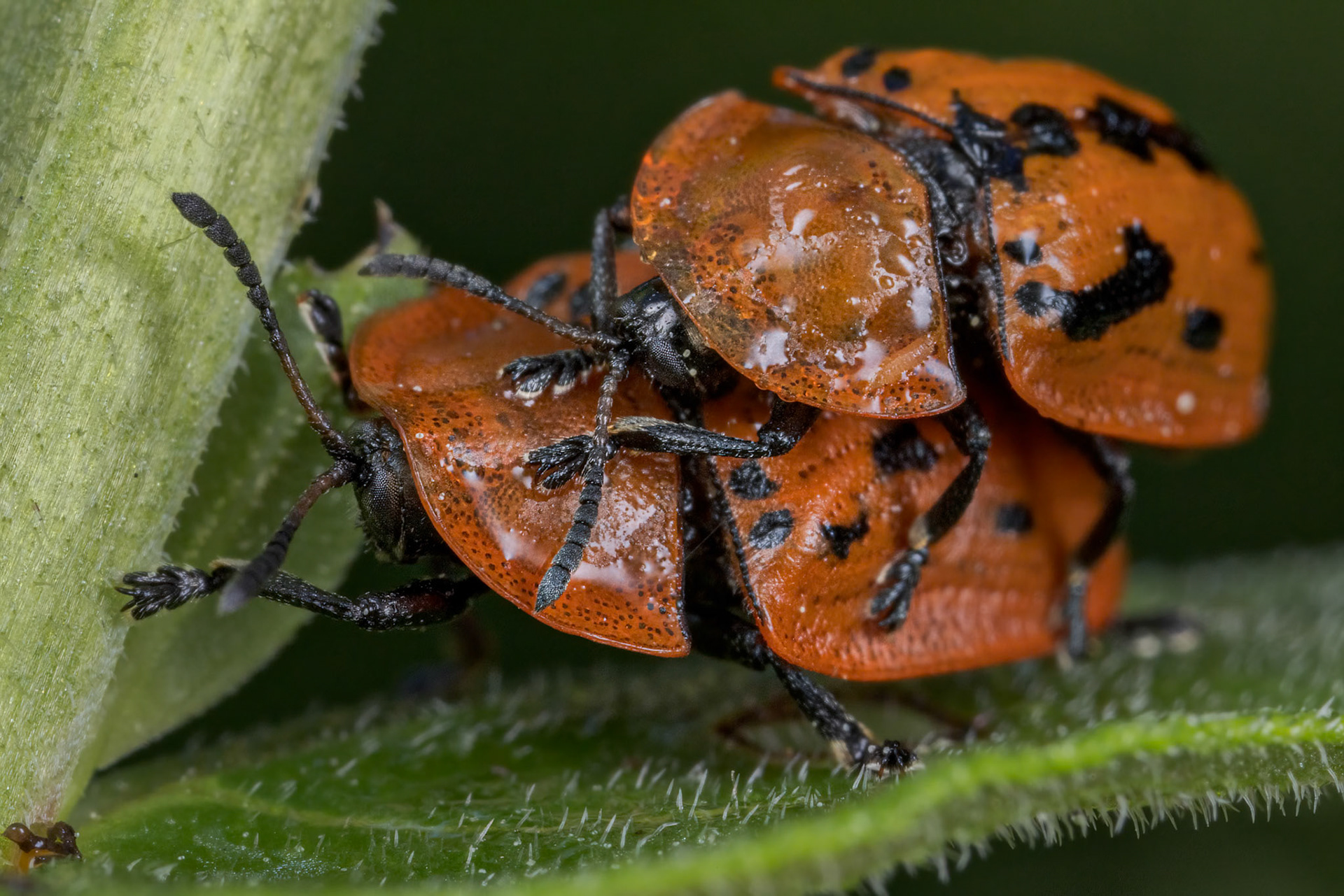 Fleabane Tortoise Beetle (Cassida murraea)