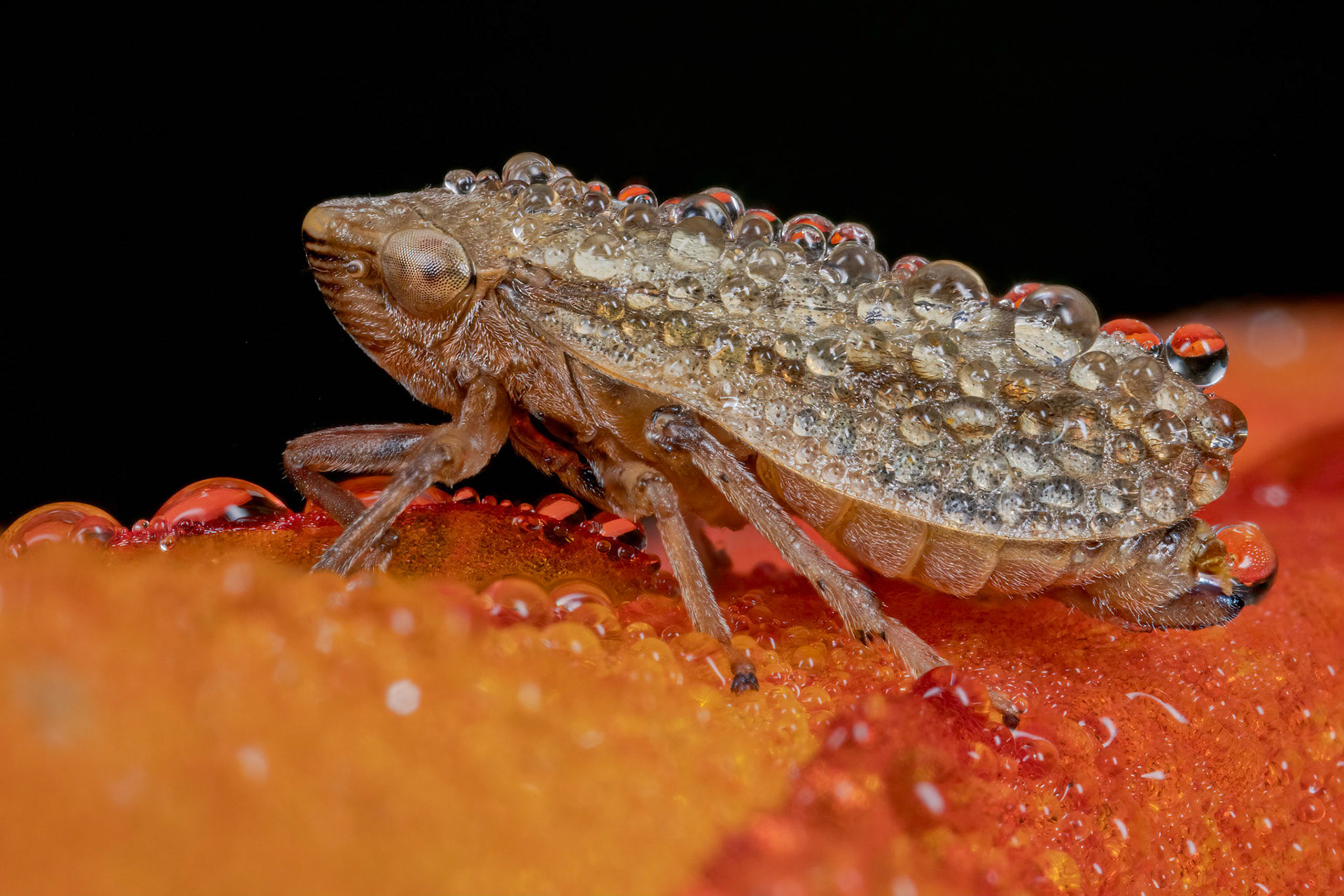 Common Froghopper (Philaenus spumarius)