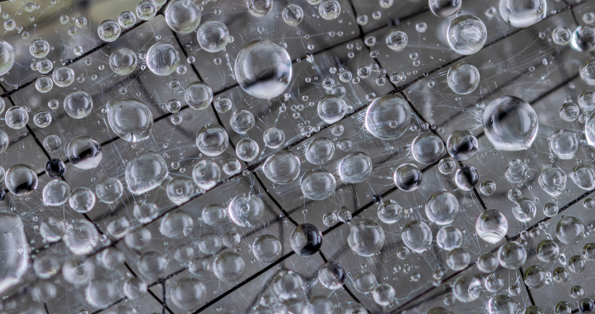 White-legged Damselfly (Platycnemis pennipes)