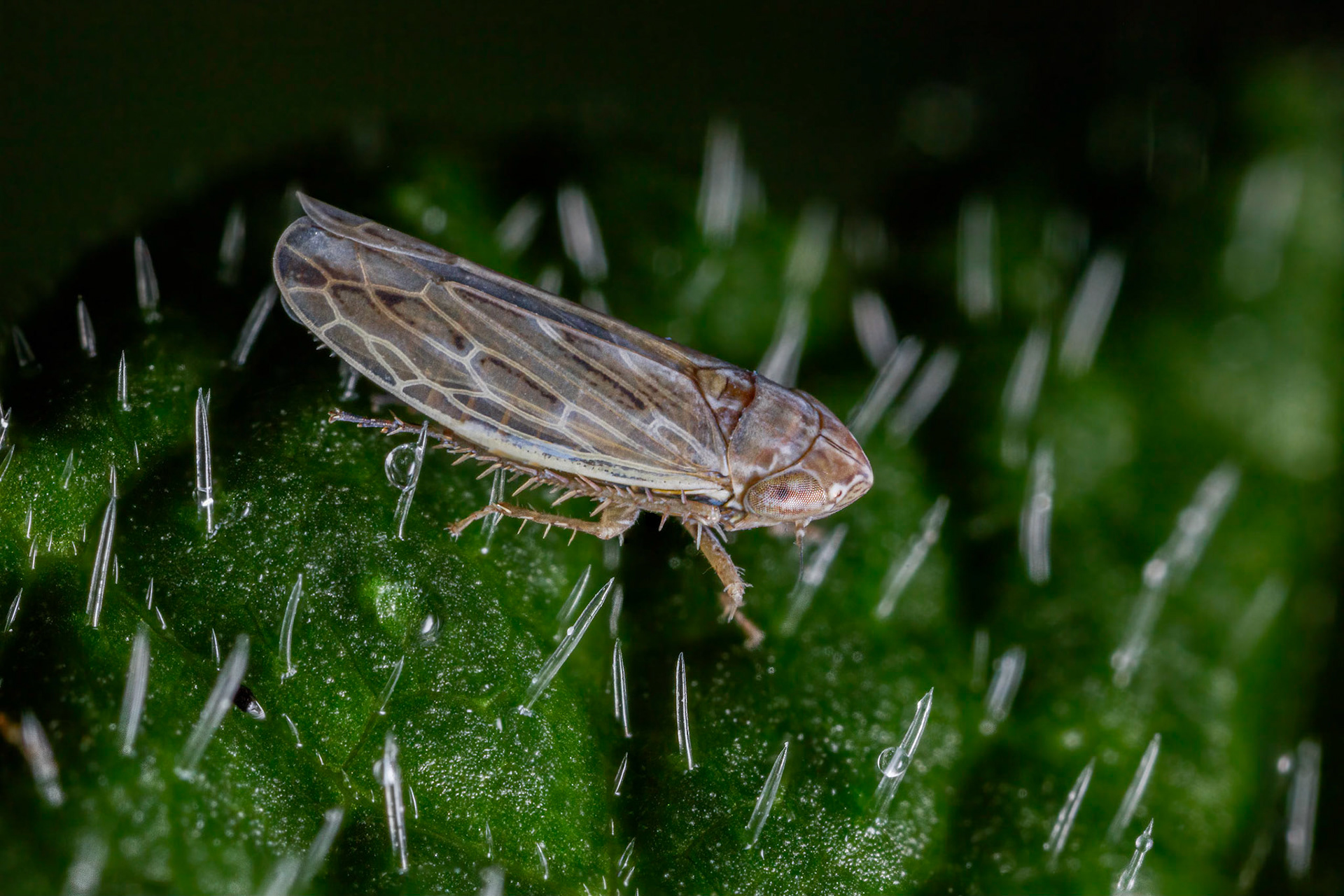 Leafhopper (Psammotettix albomarginatus)