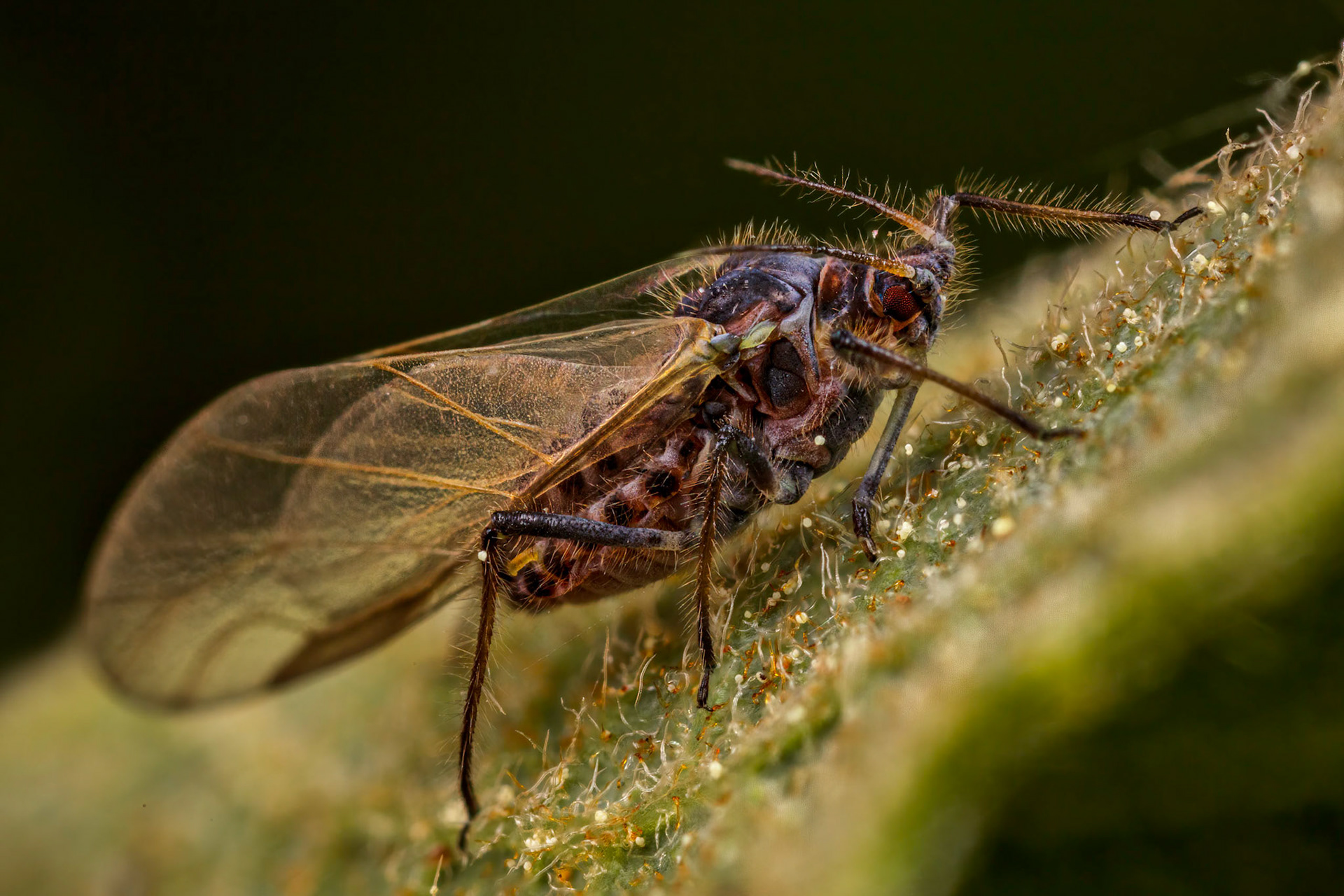 Giant Willow Aphid