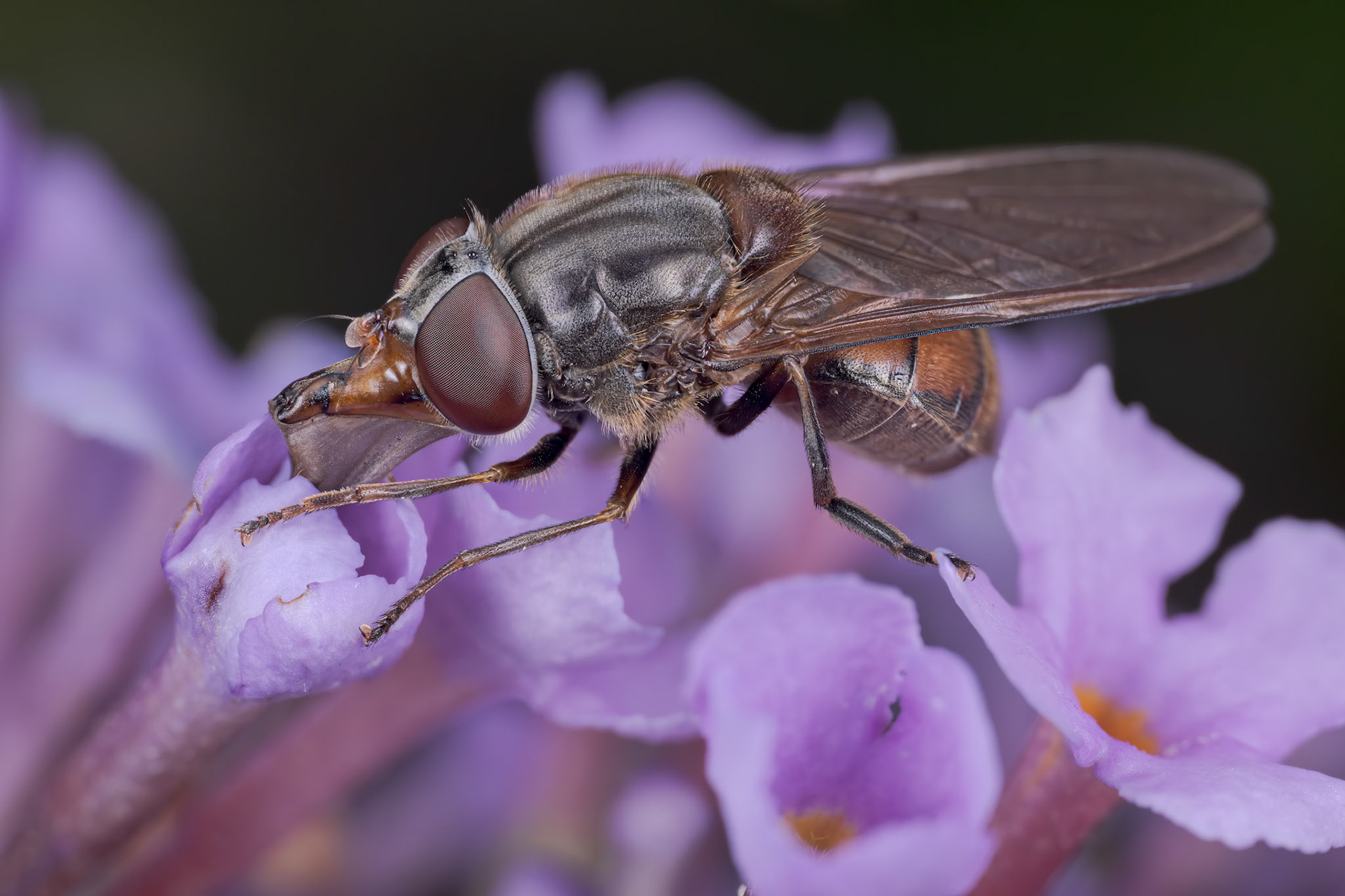 Heineken fly (Rhingia campestris)