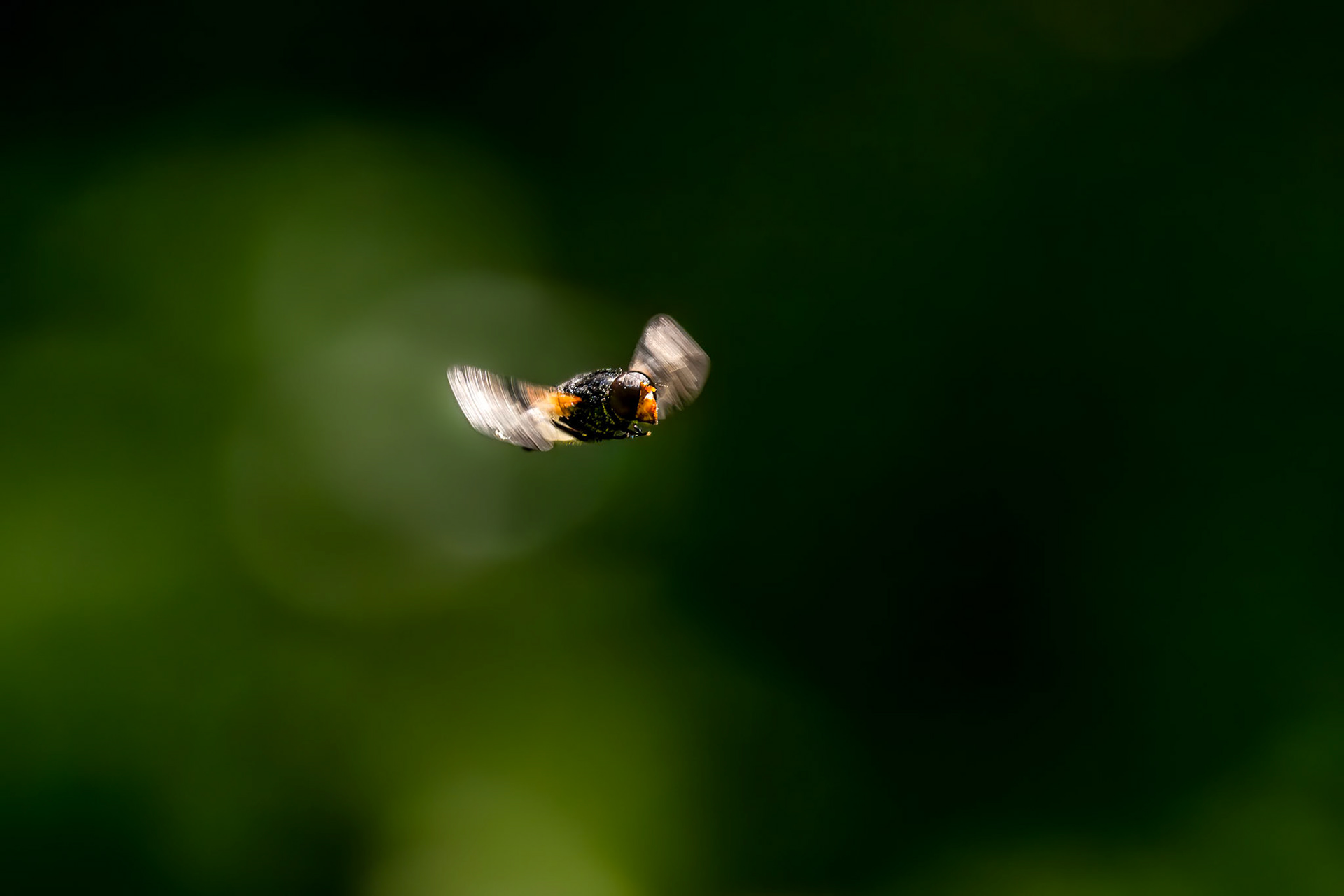 Pellucid Hover Fly (Volucella pellucens)
