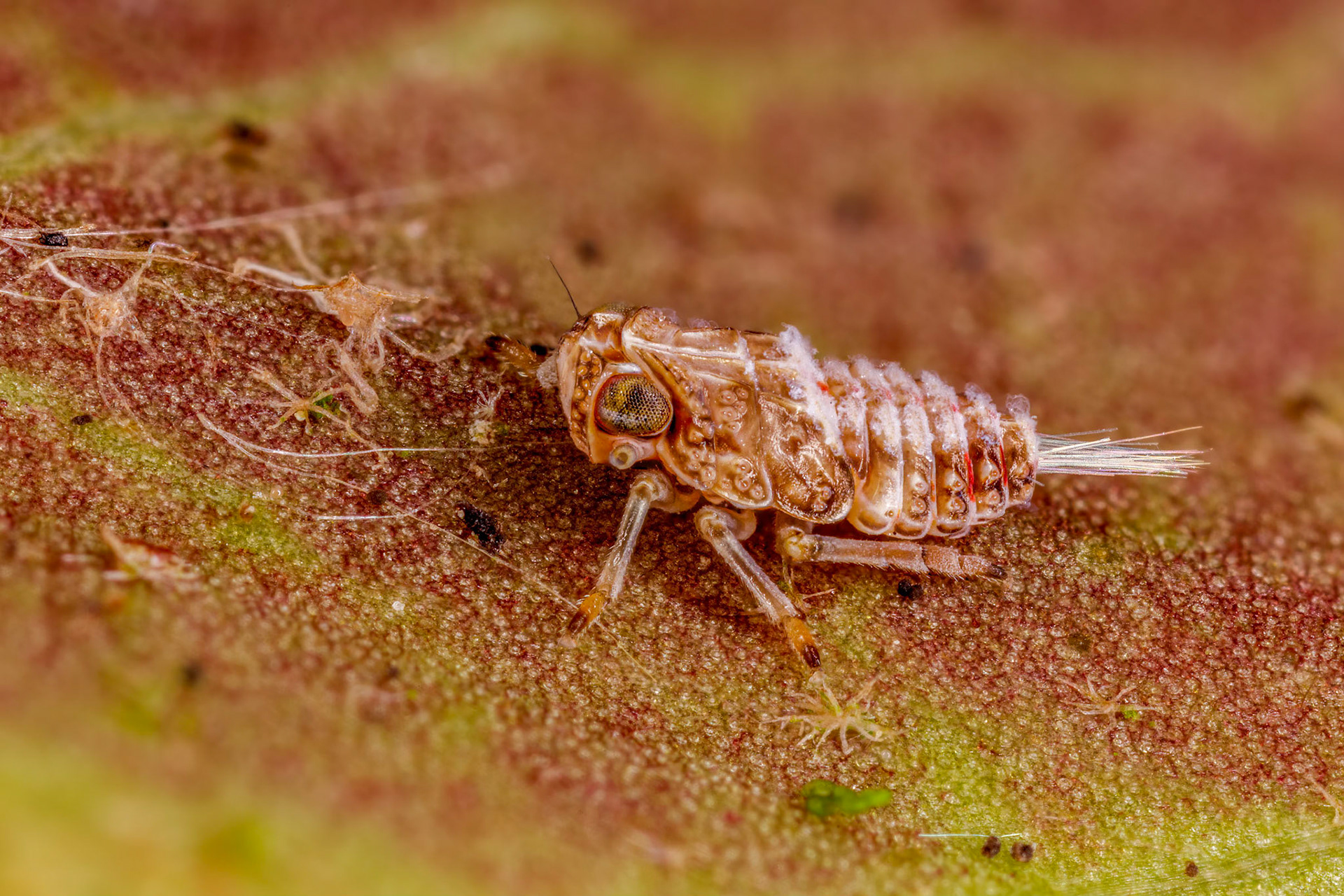 Issus coleoptratus Nymph