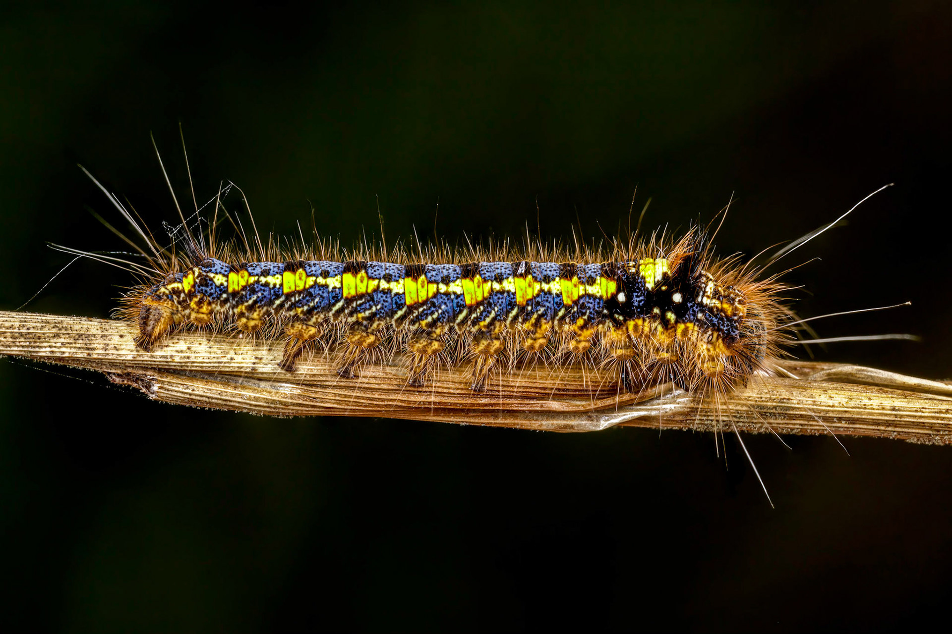 Drinker Moth Caterpillar (Euthrix potatoria)