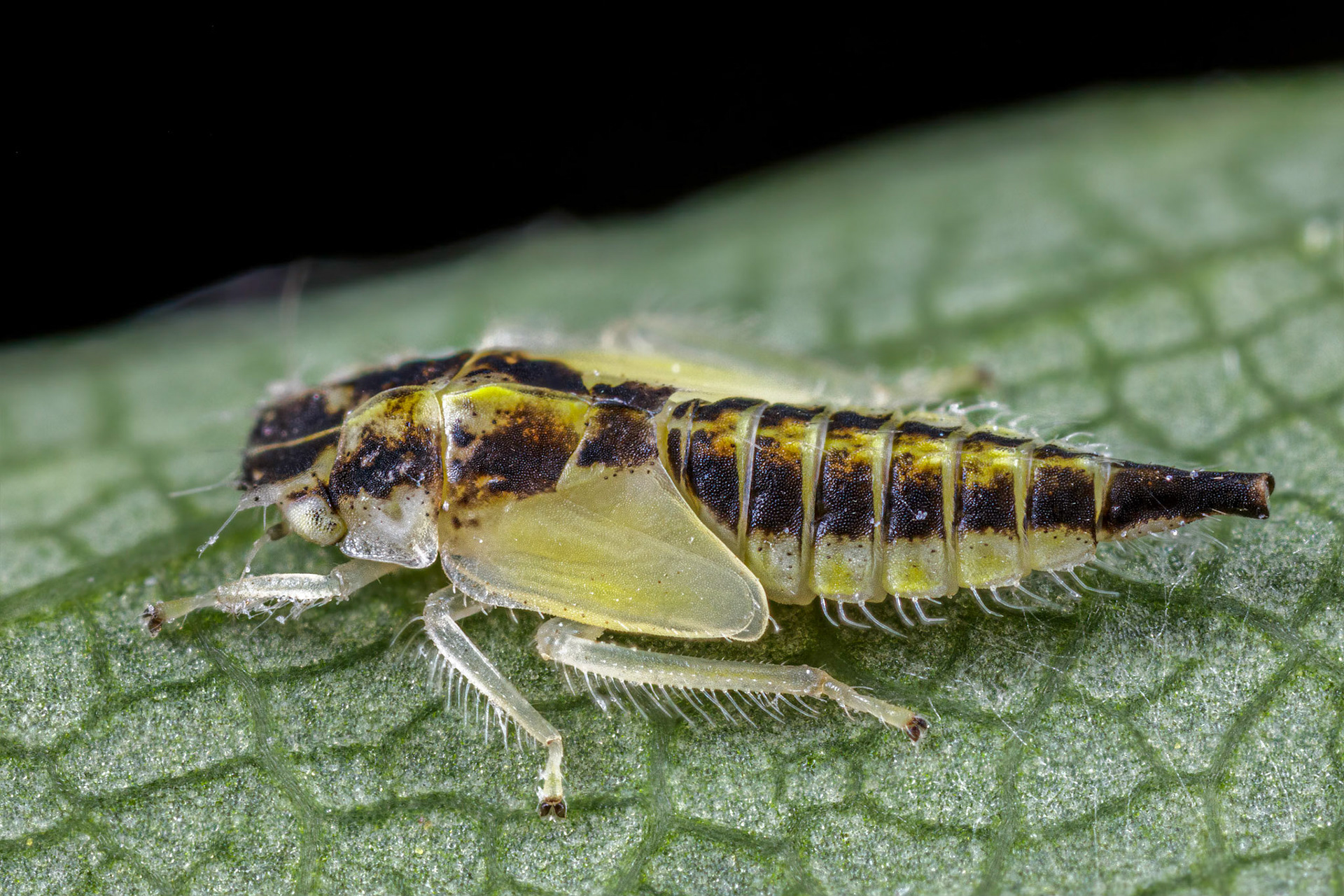 Leafhopper (Eurhadina loewii)