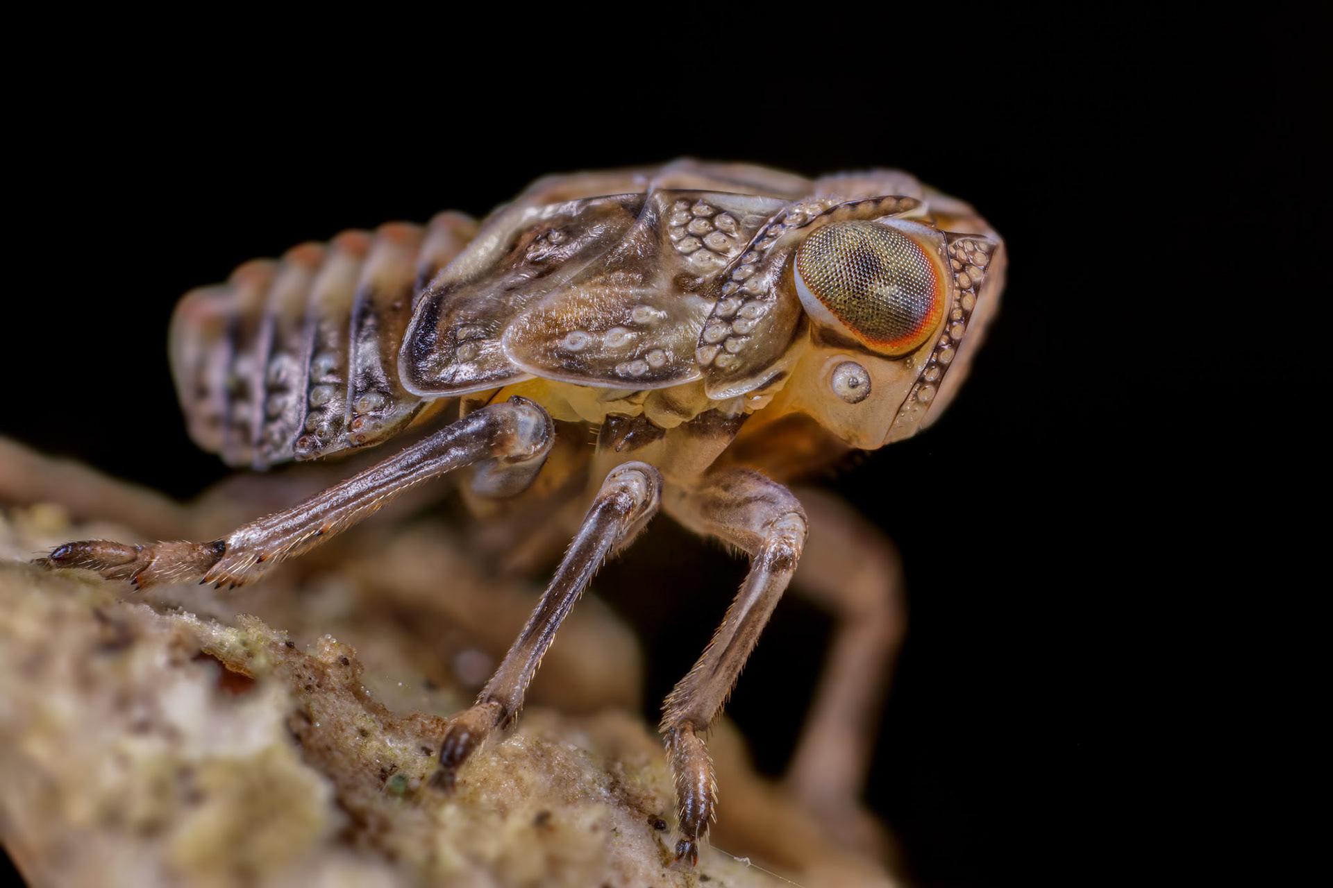 Planthopper Nymph (Cixiidae)