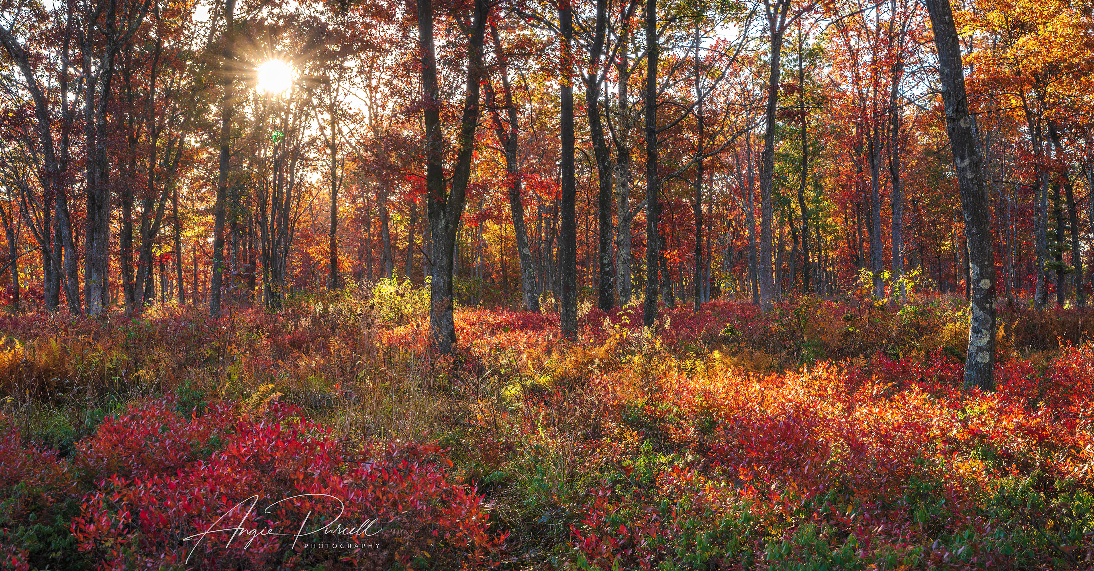 Lehigh Gorge State Park