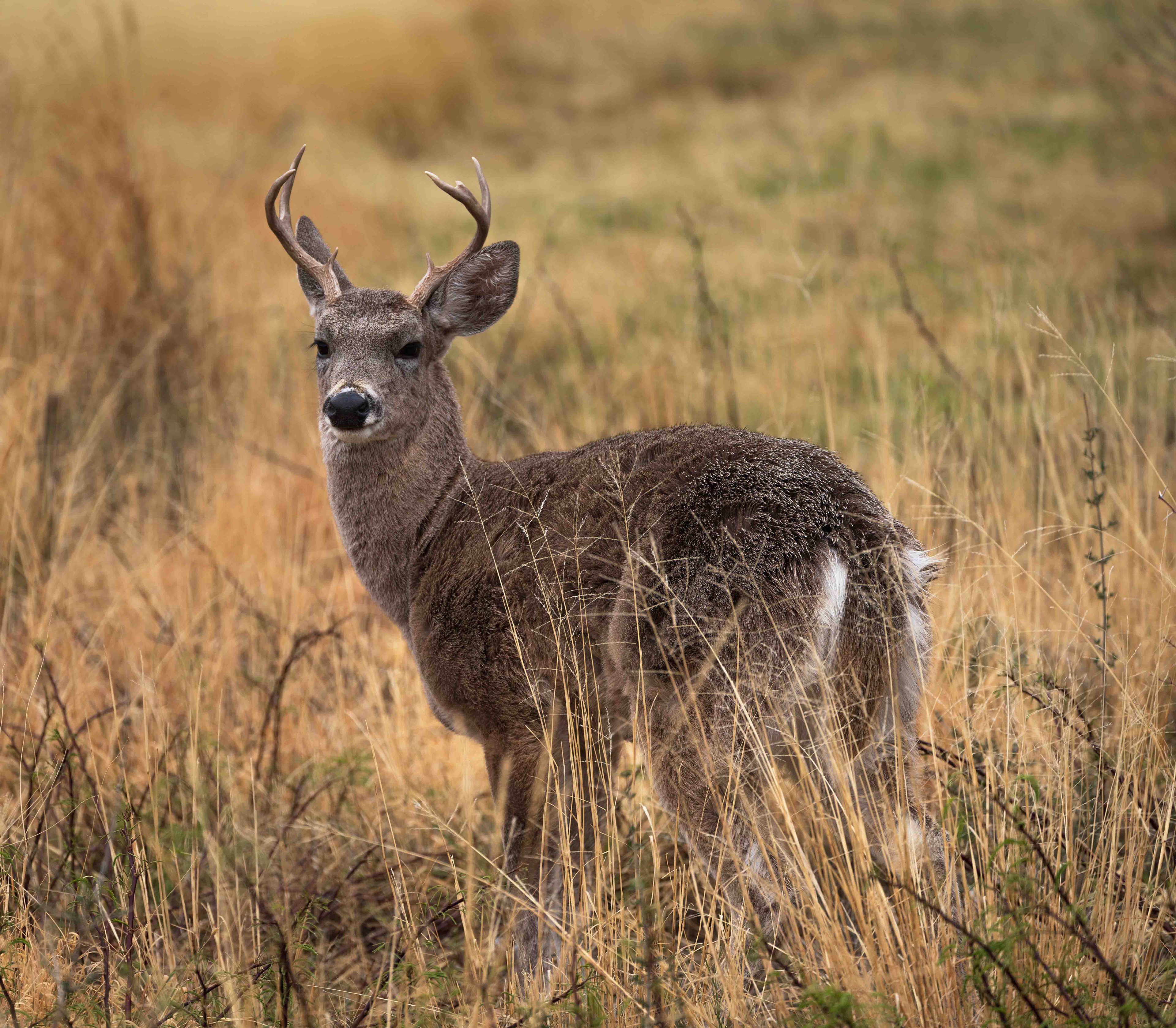 Big Bend Buck