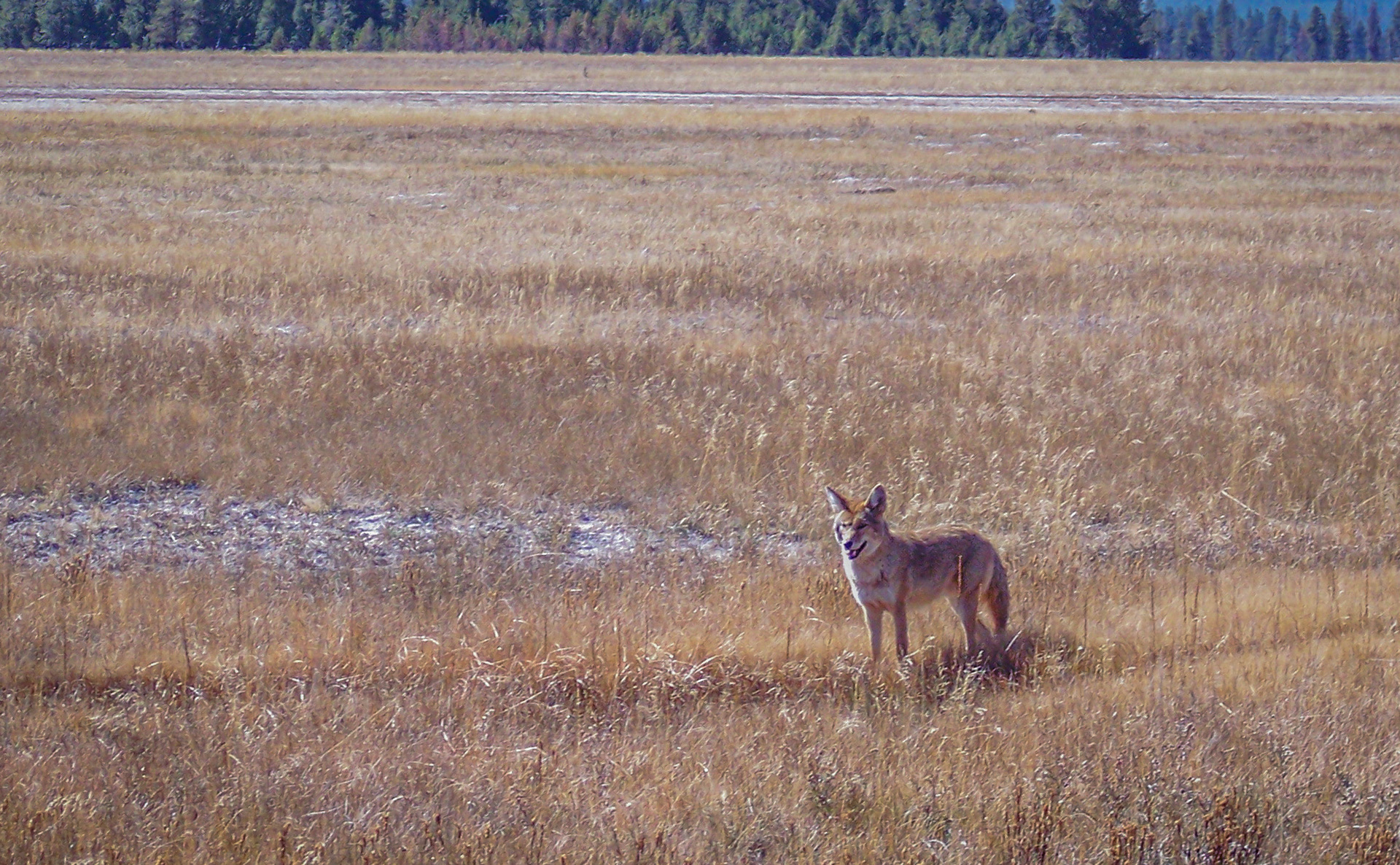 Lone Coyote
