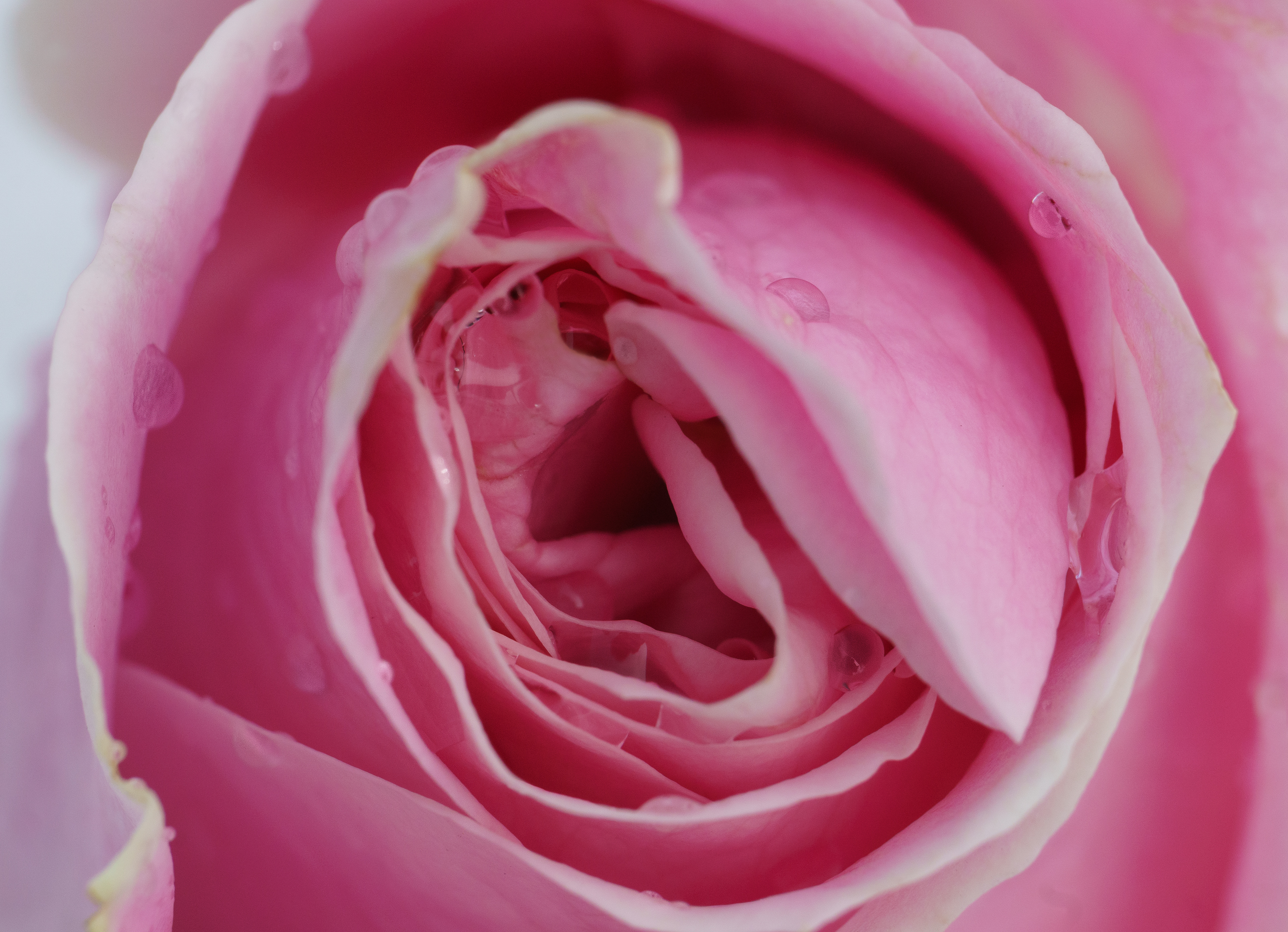 Pink Rose