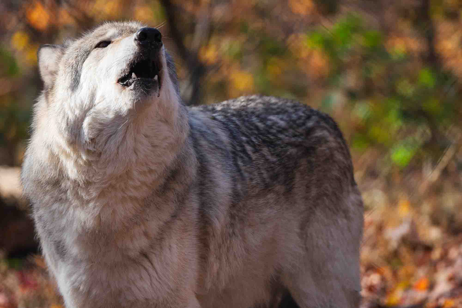 Lone Wolf