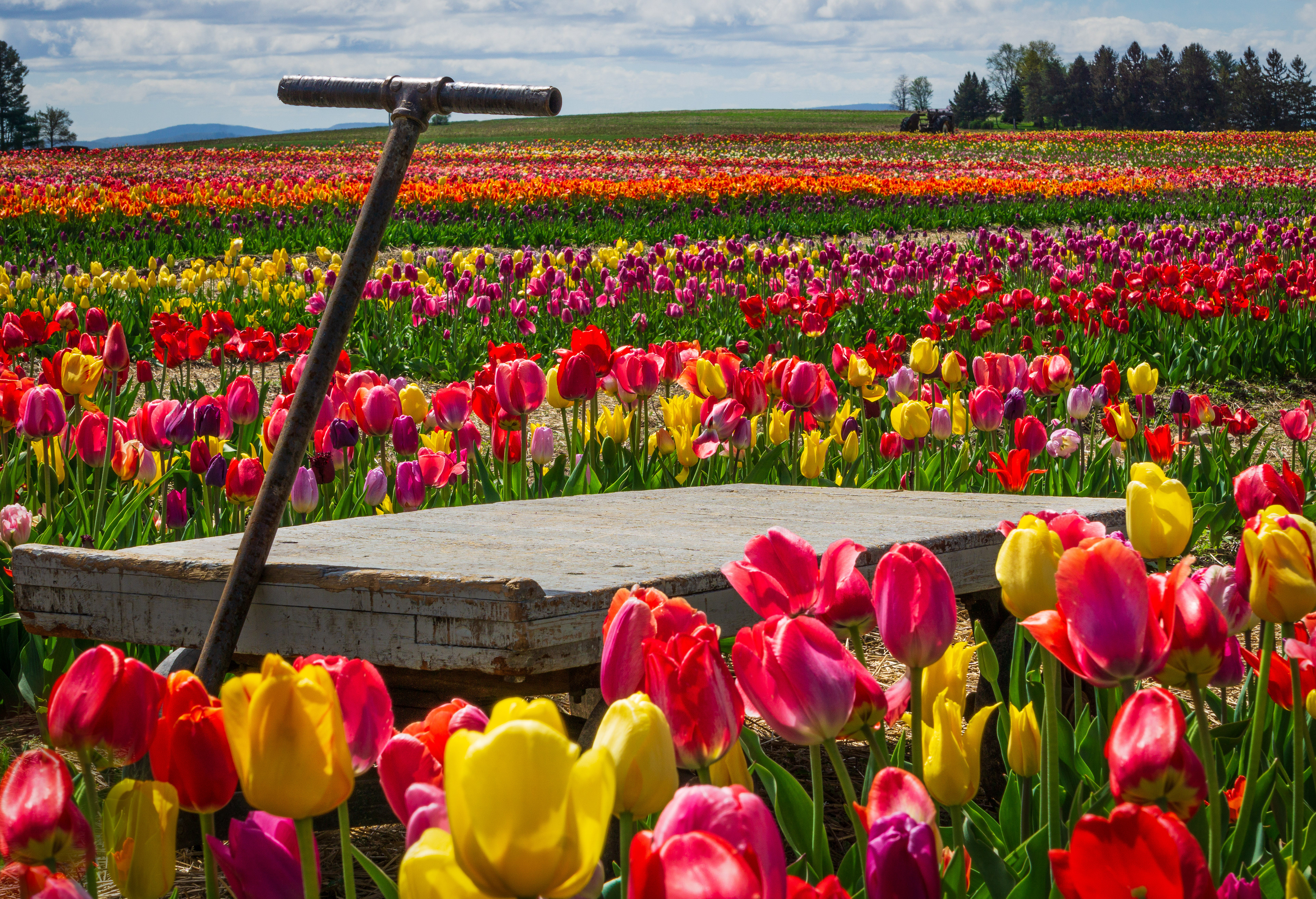 Tulip Cart