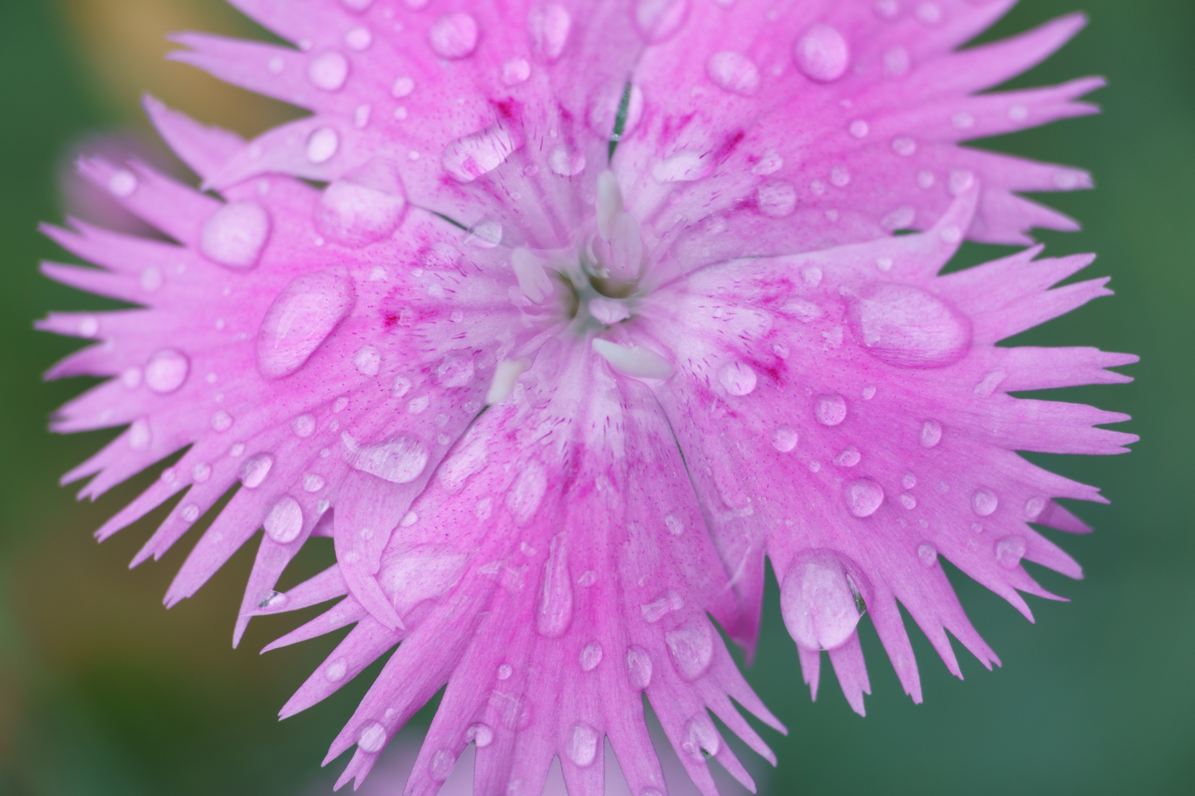 Strawberry Parfait Dianthus 