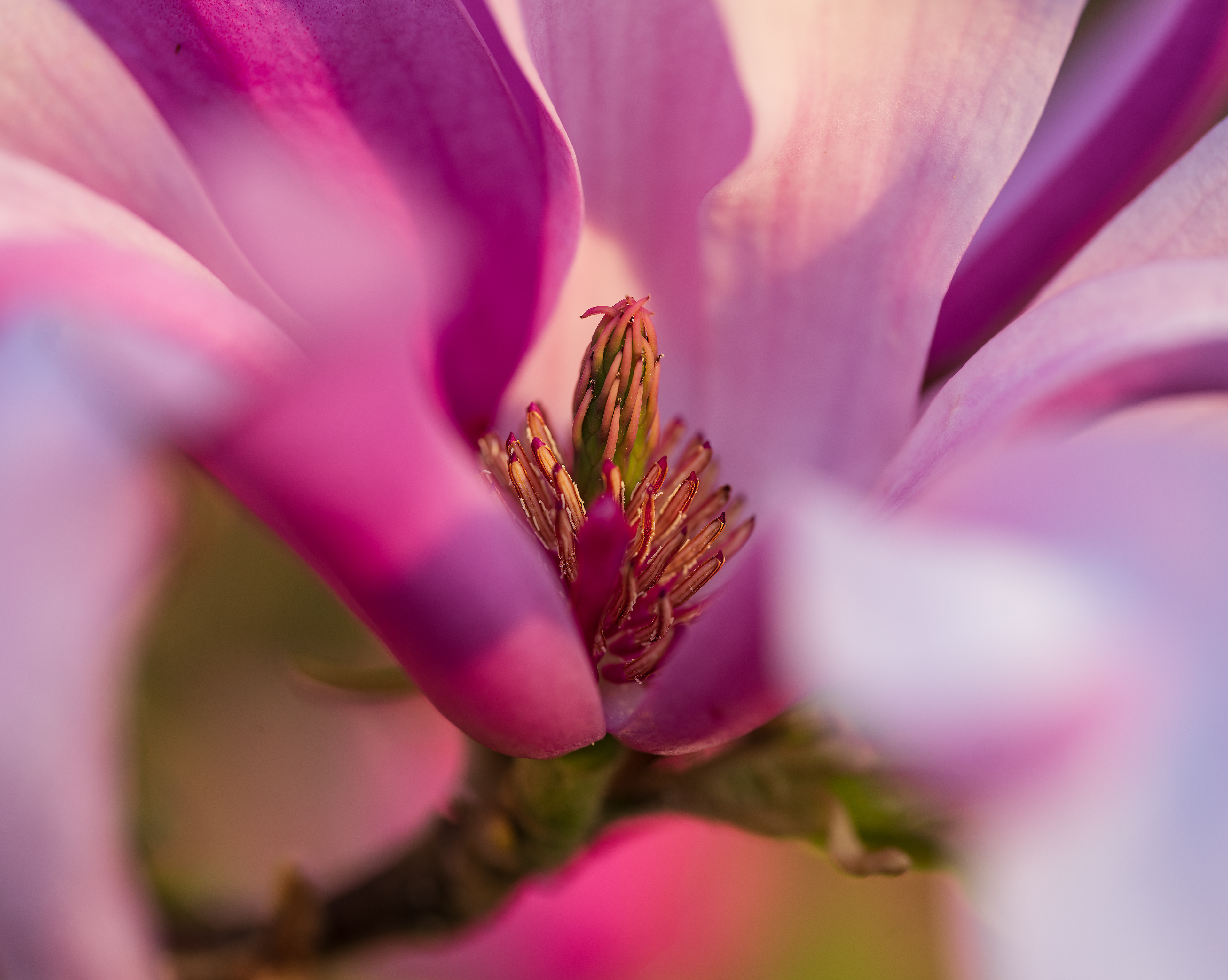 Magnolia