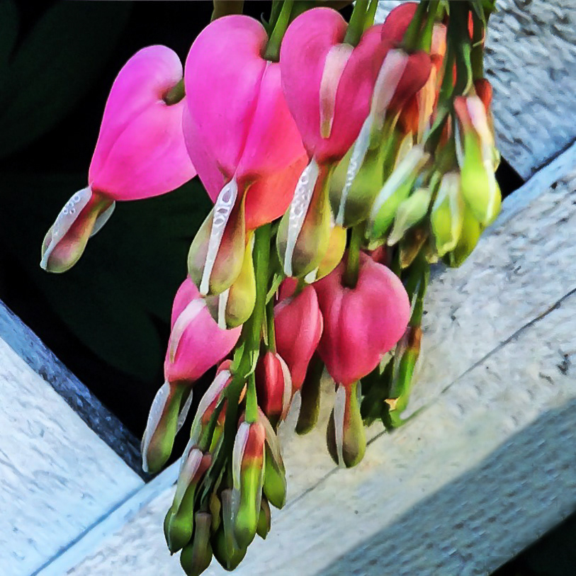 Bleeding Hearts