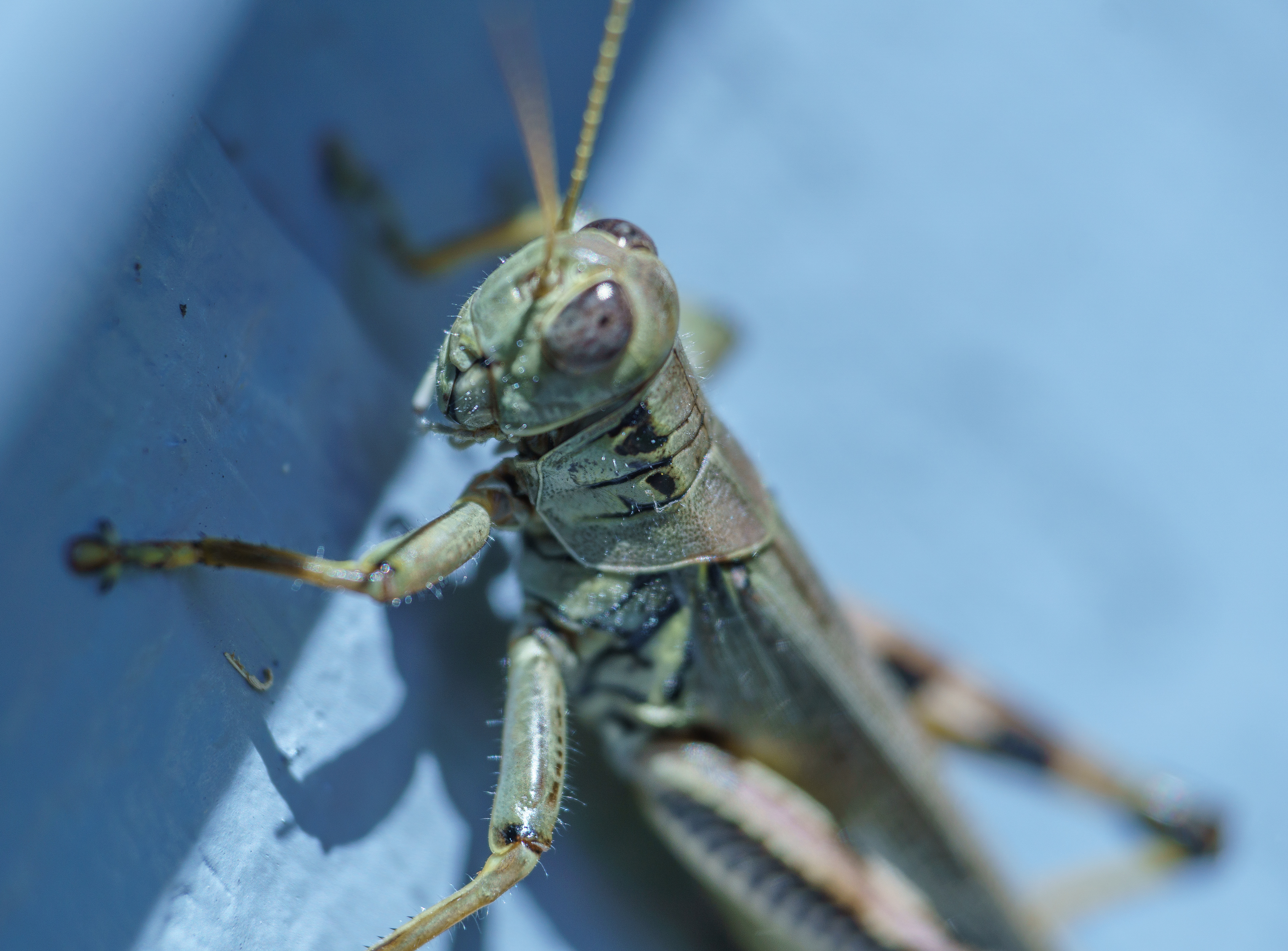 Grasshopper
