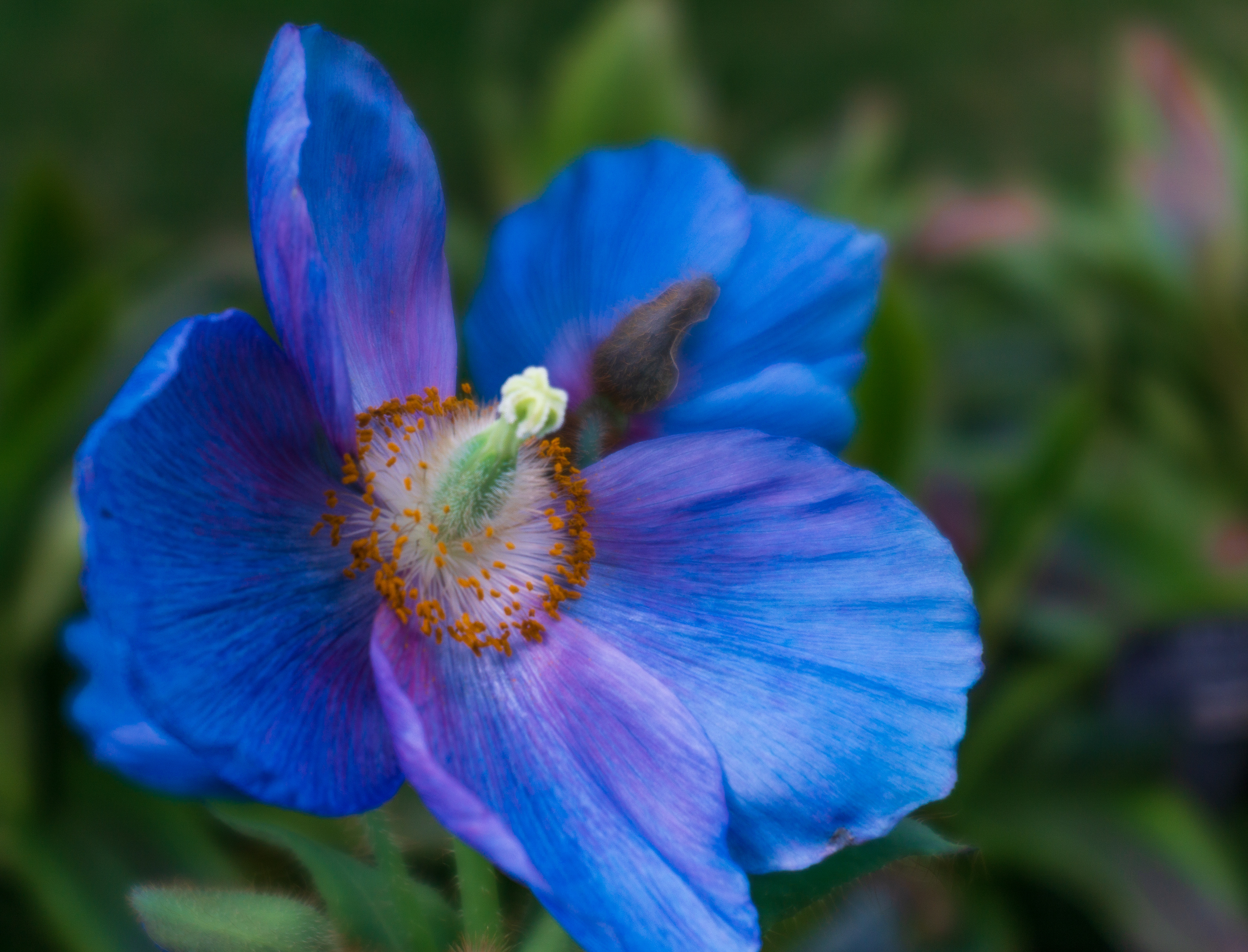 Rare Blue Poppy