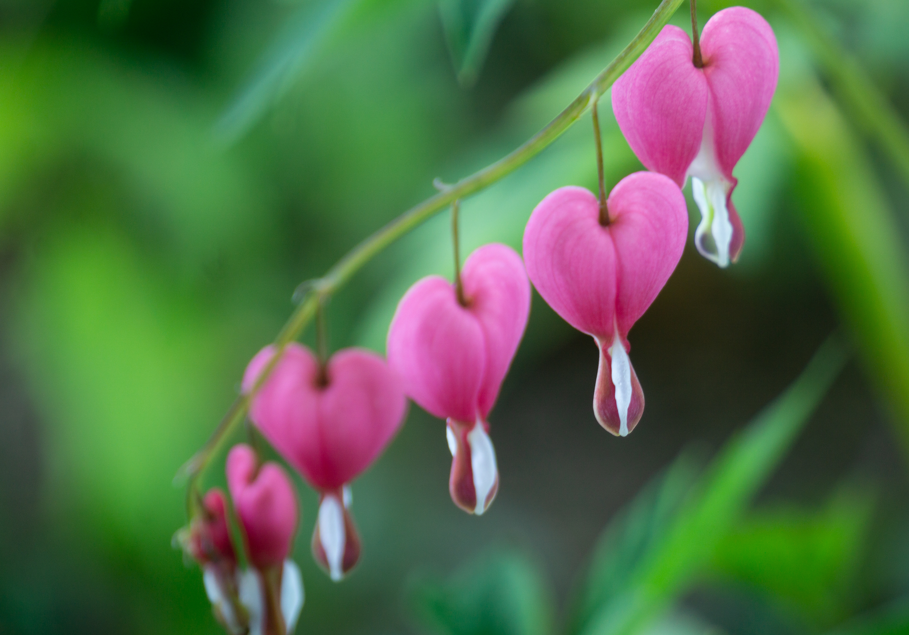 Bleeding Hearts