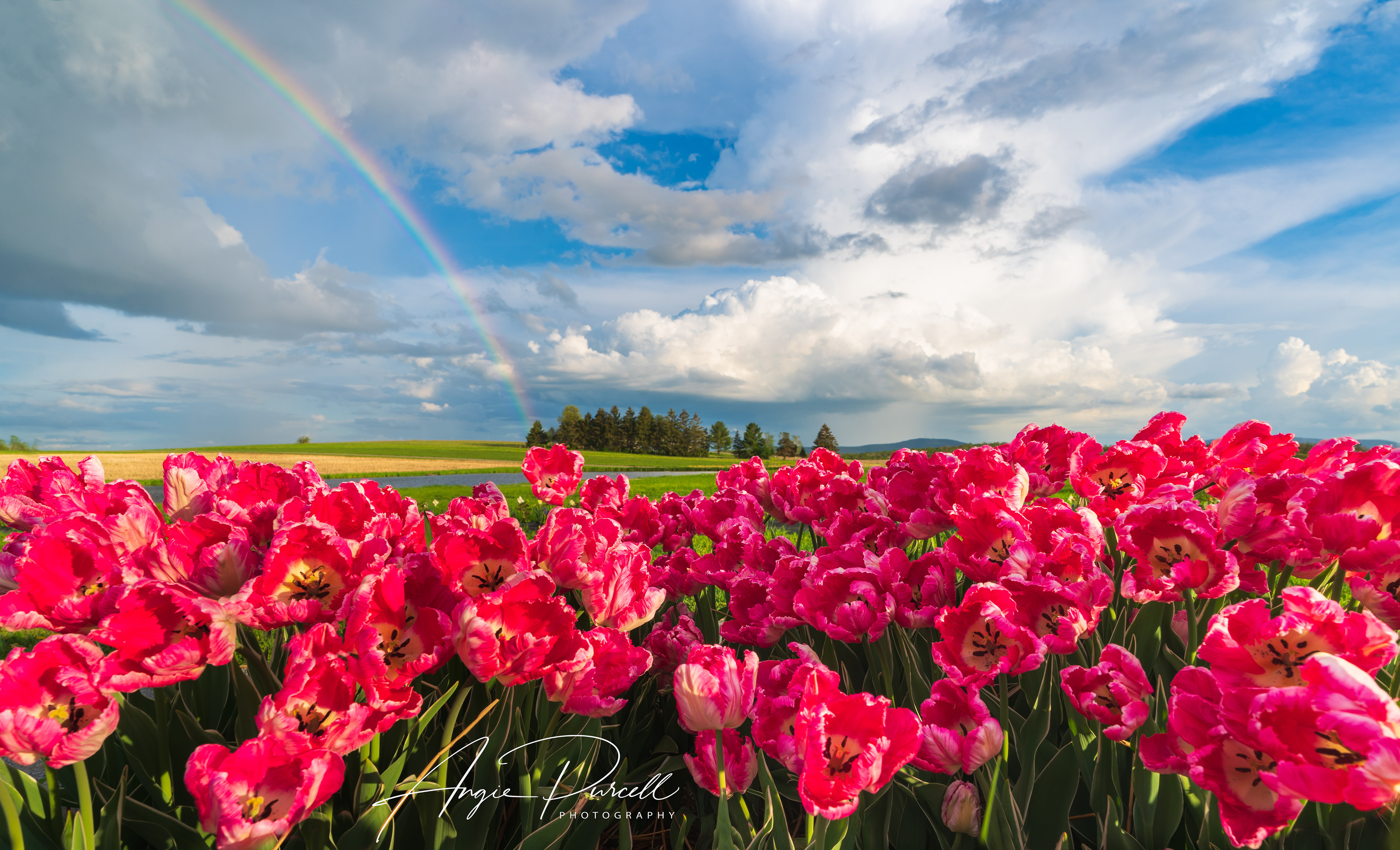 Stormy Skies give way to a Rainbow over Brown Hill Farms