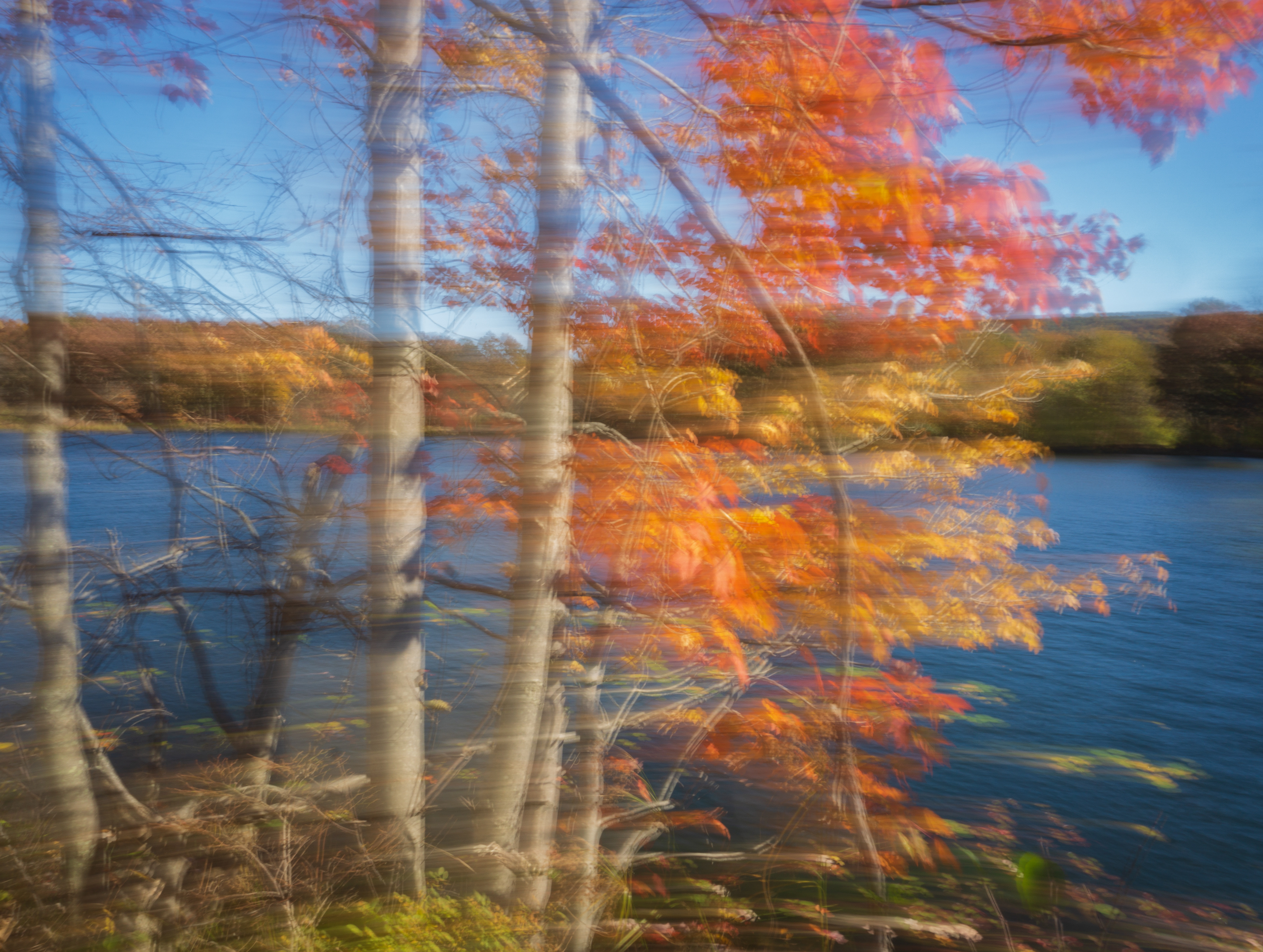 Windswept Leaves Horizontal Pan ICM