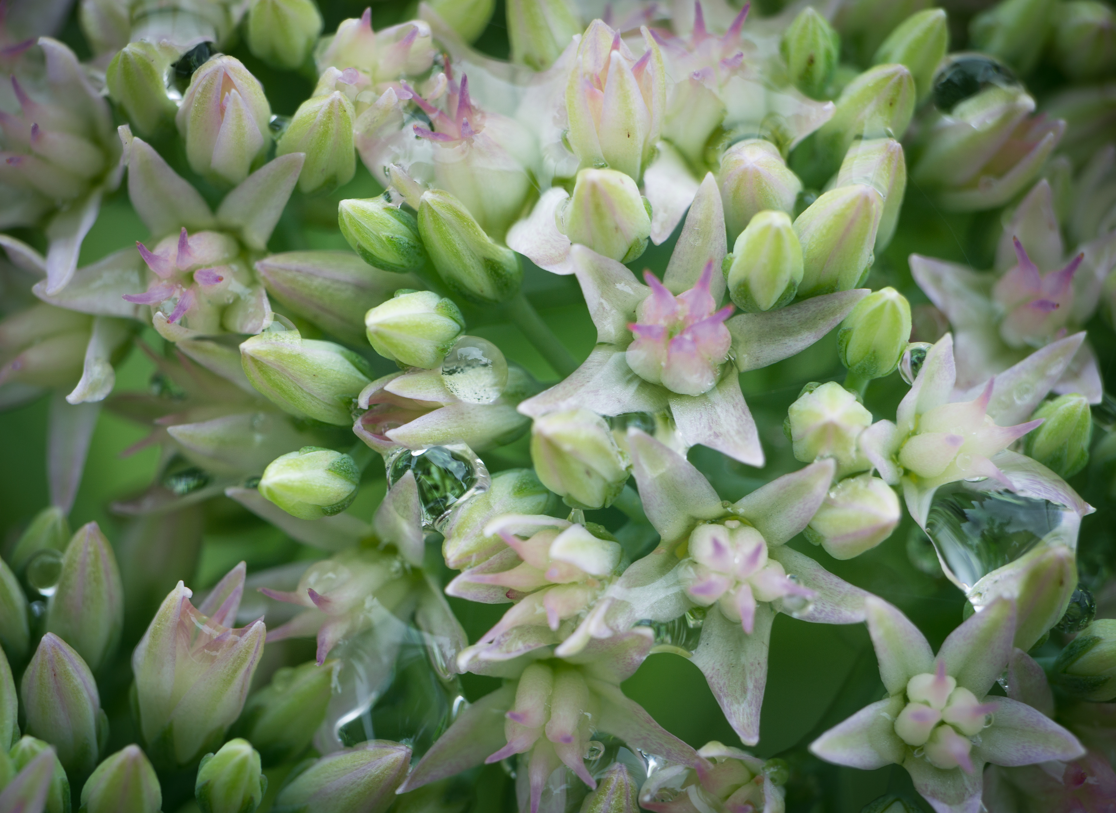 Rain drops on Seedum Flowers