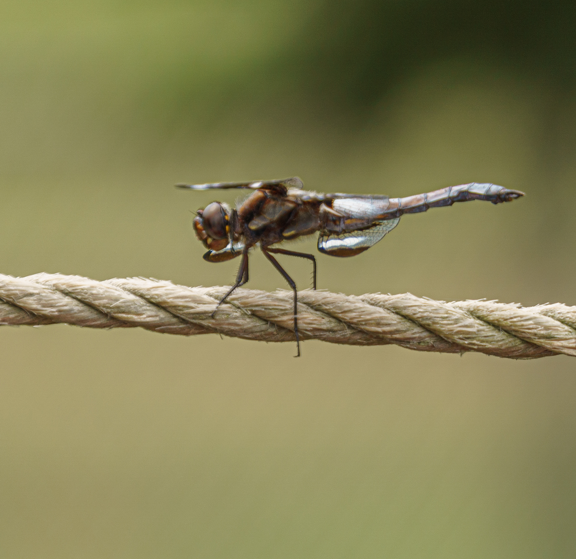 Dragonfly