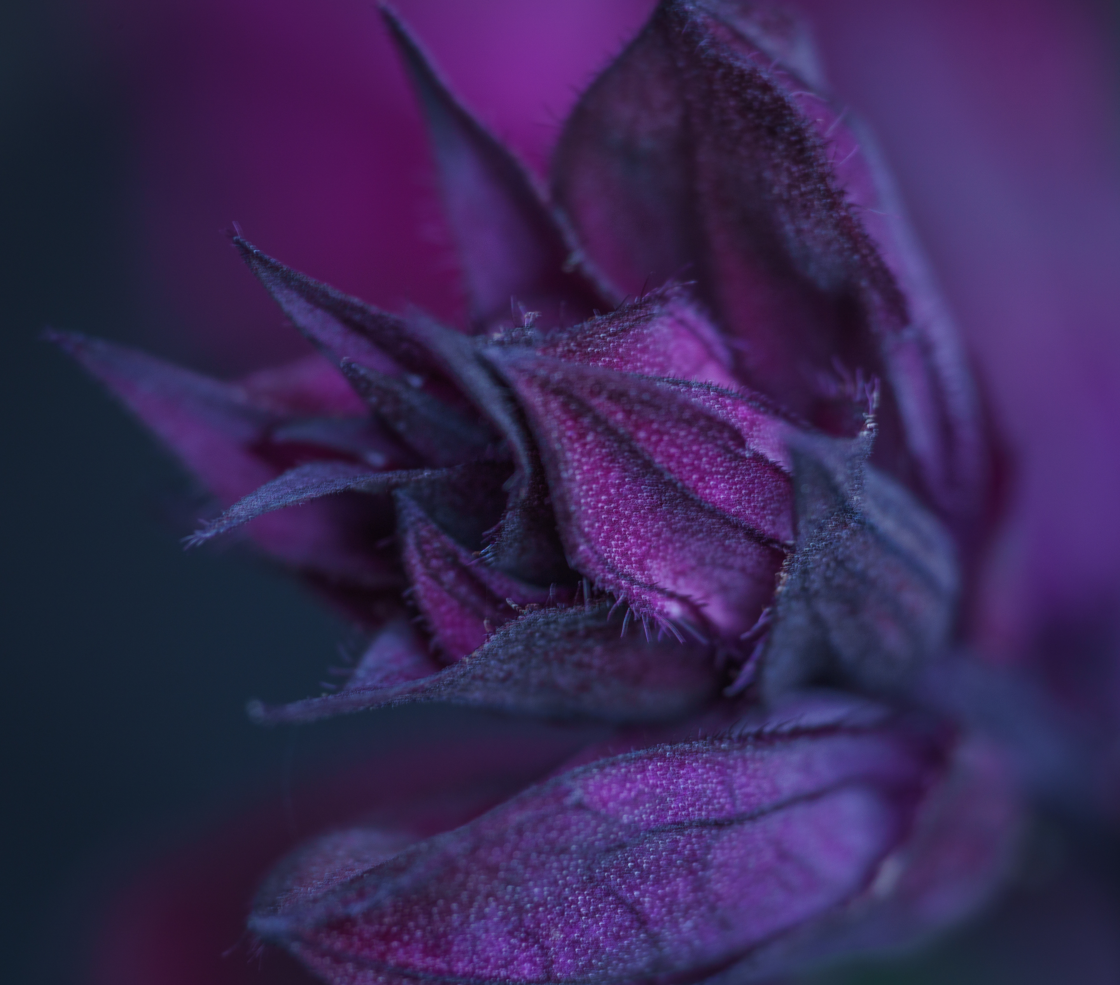 Gorgeous Purple Salvia Flower