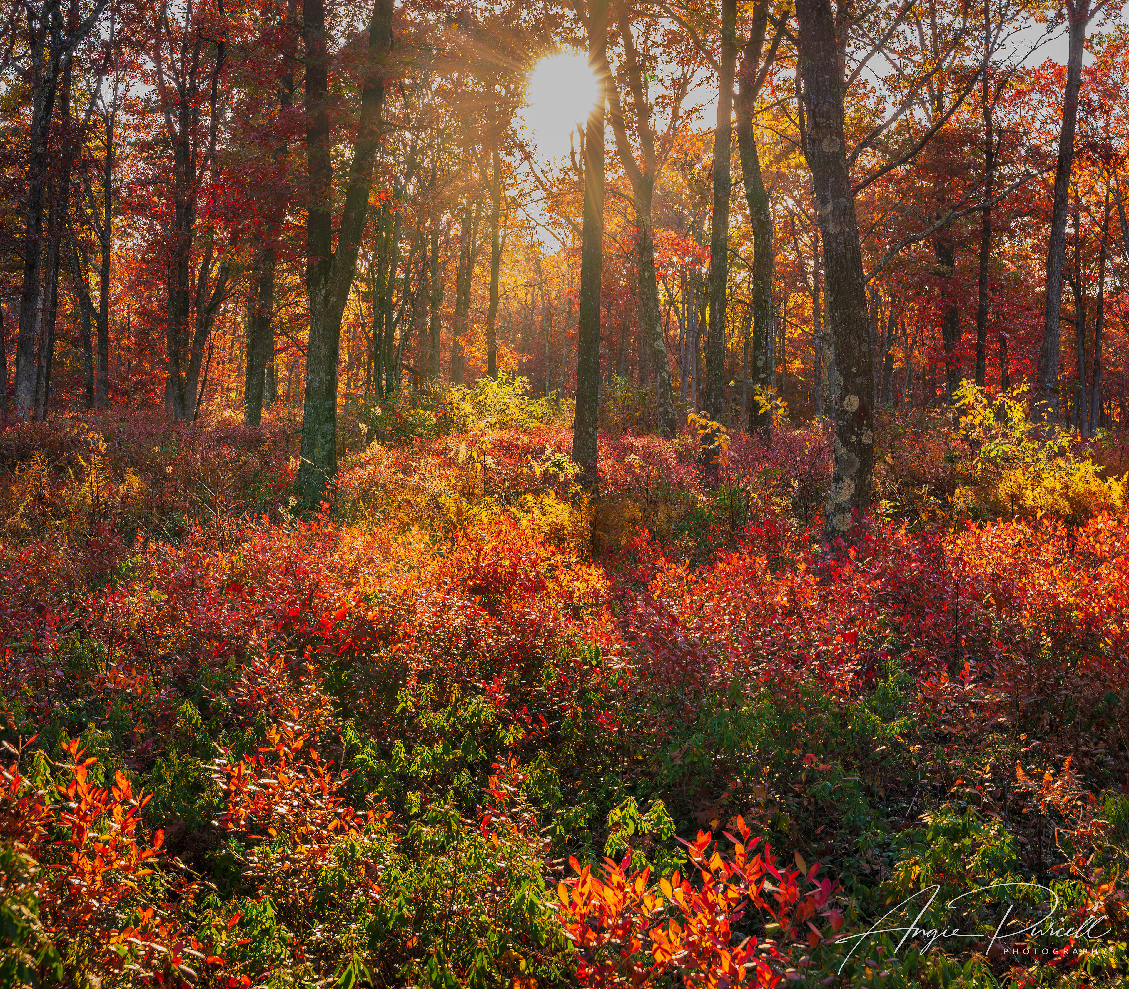 Lehigh Gorge State Park