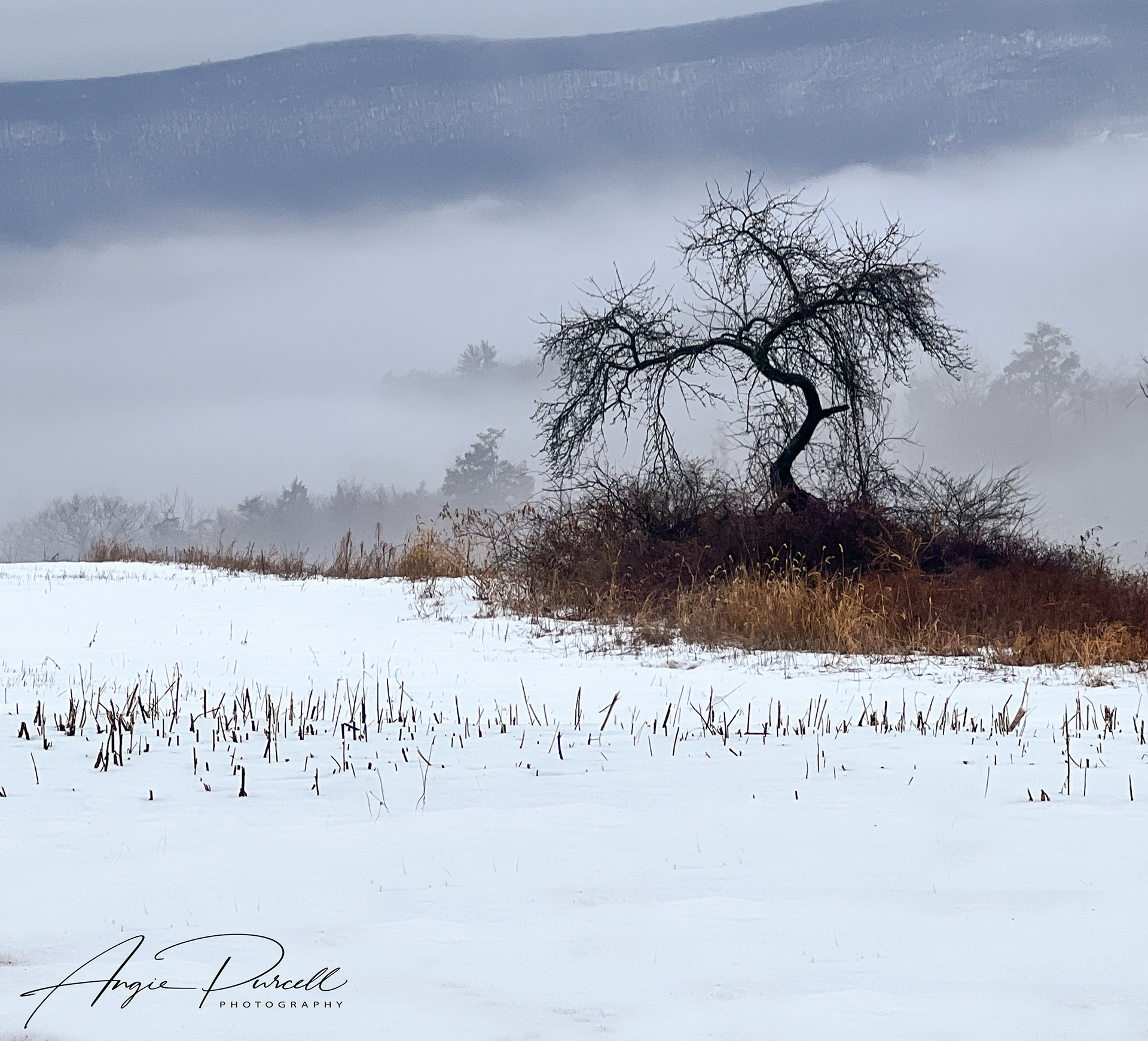 Foggy winter morning in Unityville, PA