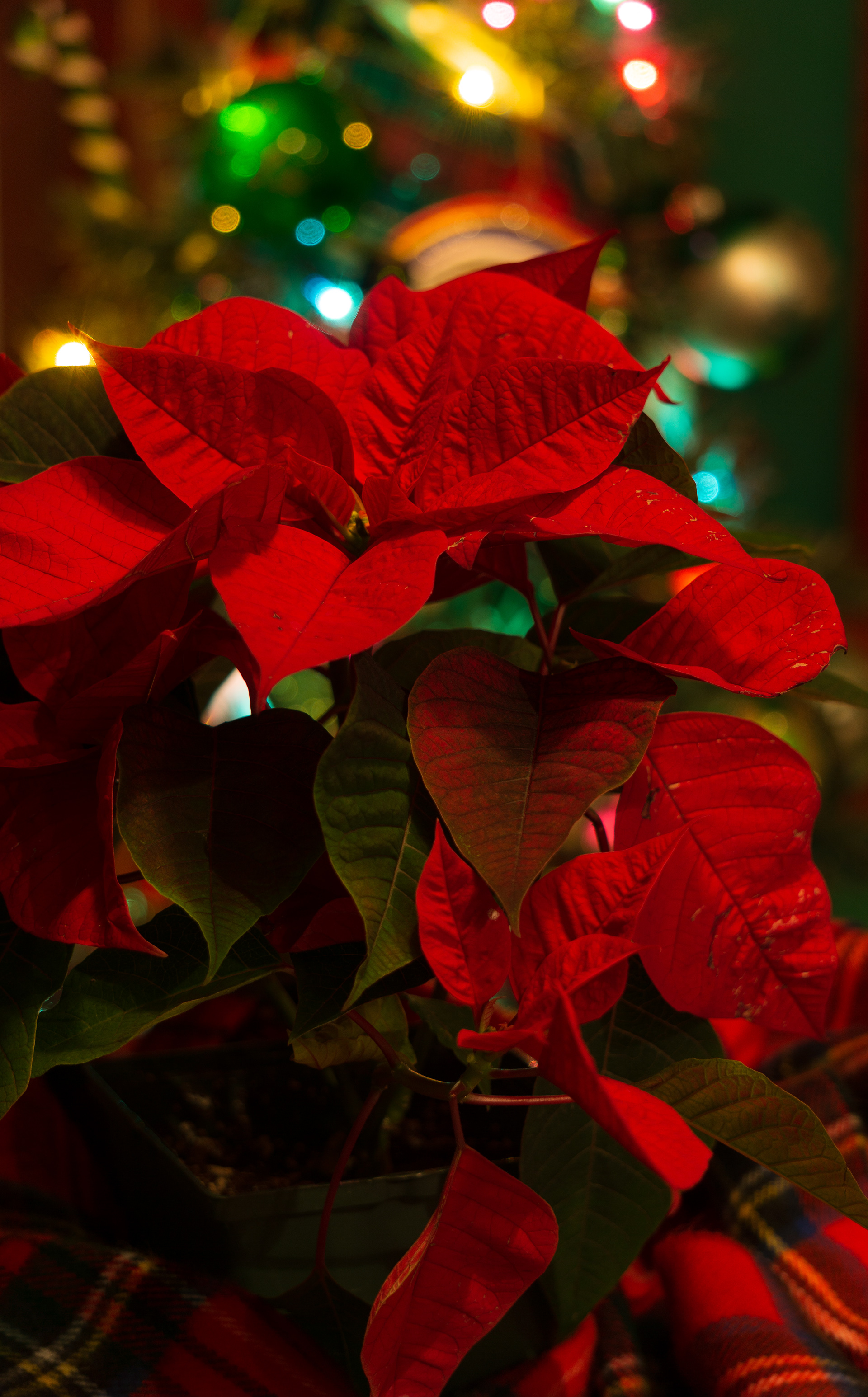 Pointsettia