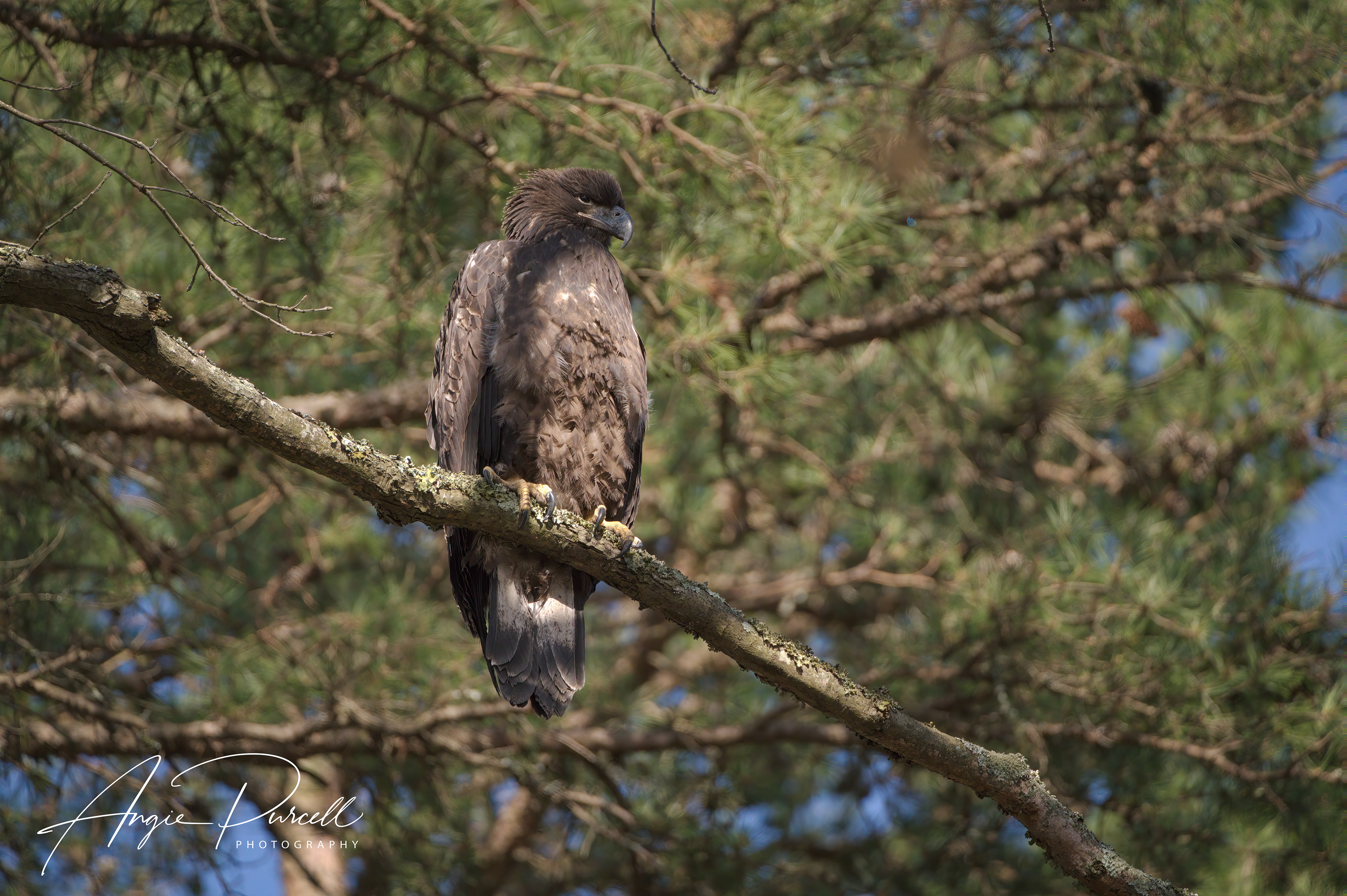 Juvenile Eagle 