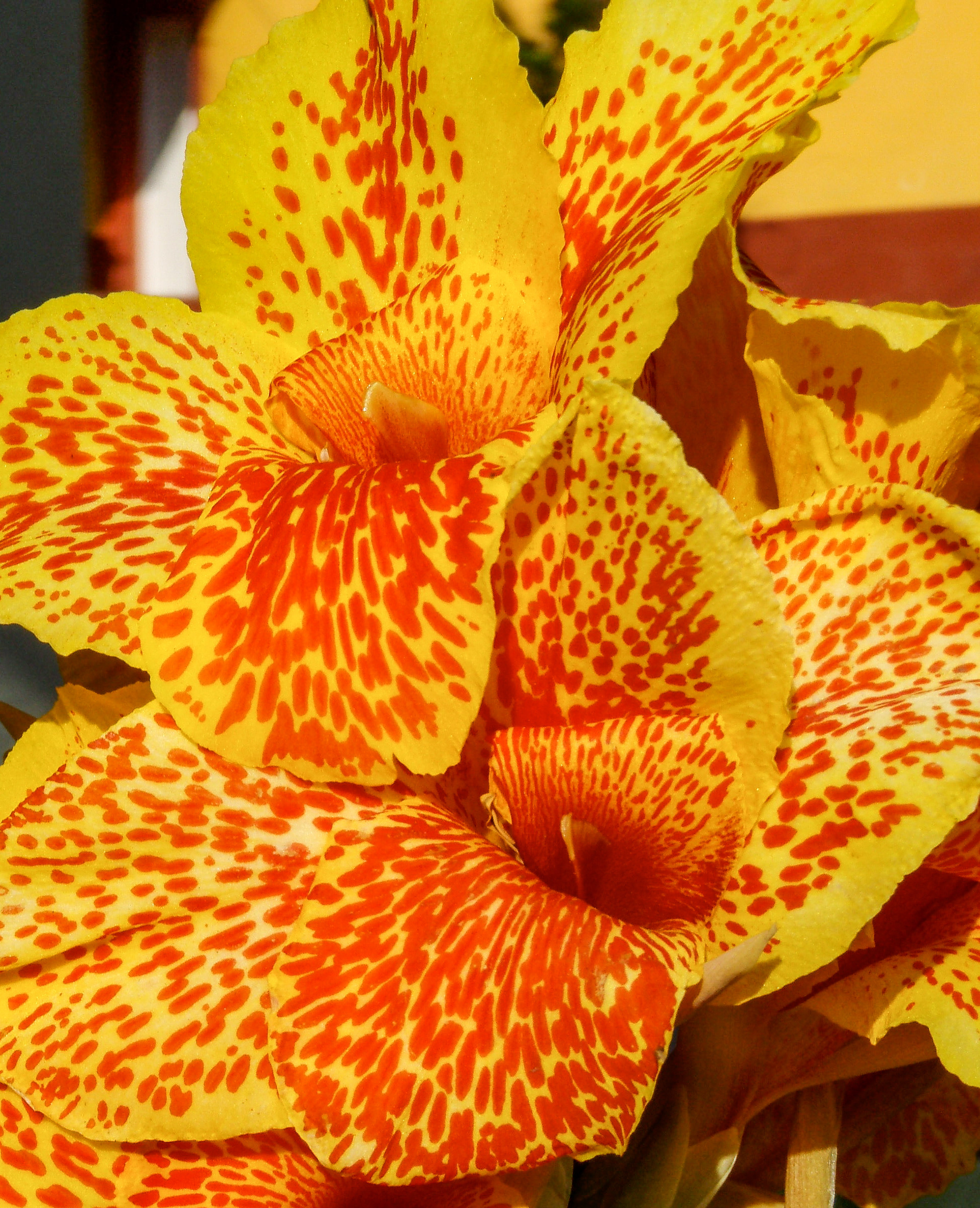 Tropical flower in Jalcomulco, Mexico