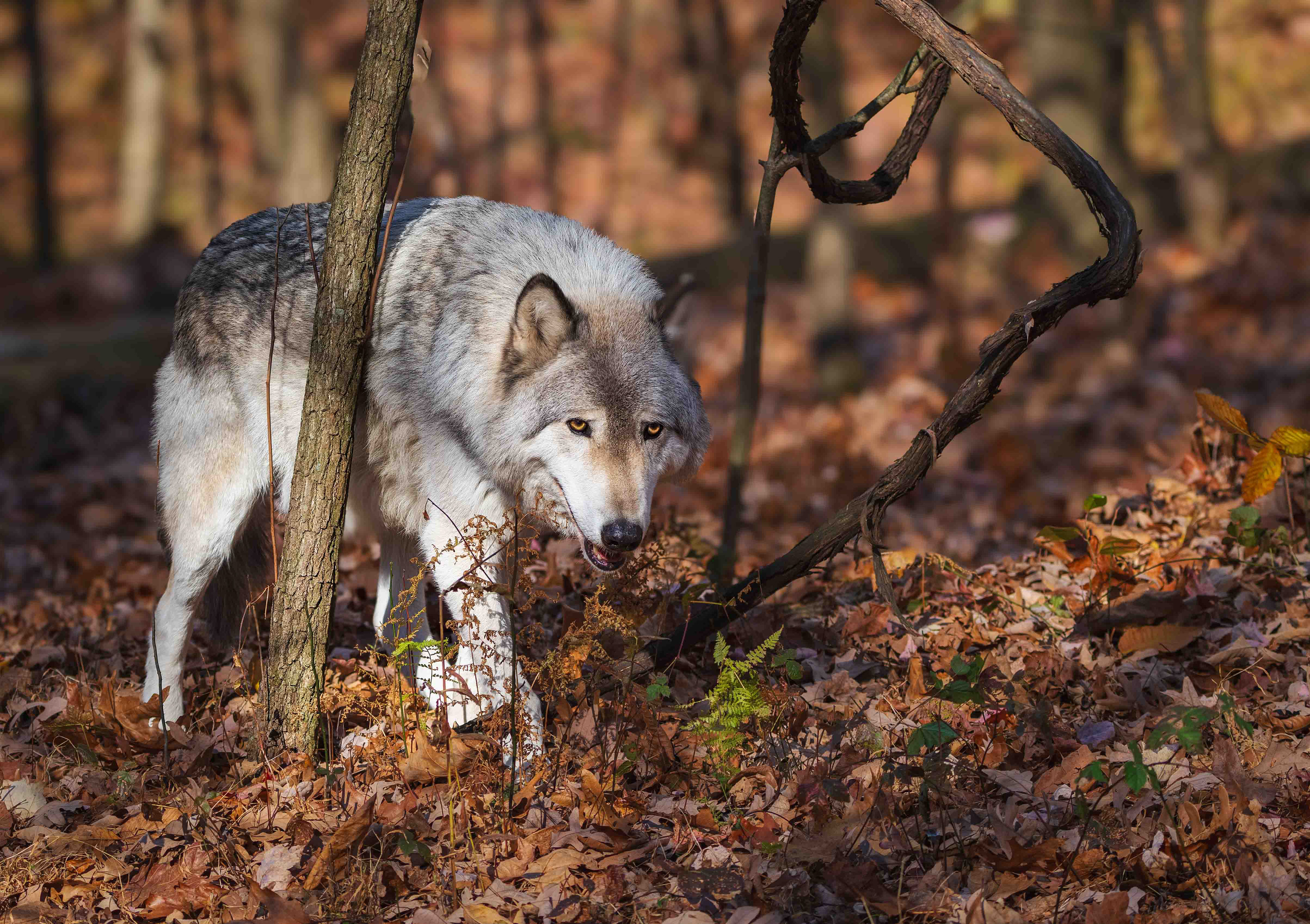 Leader of the pack