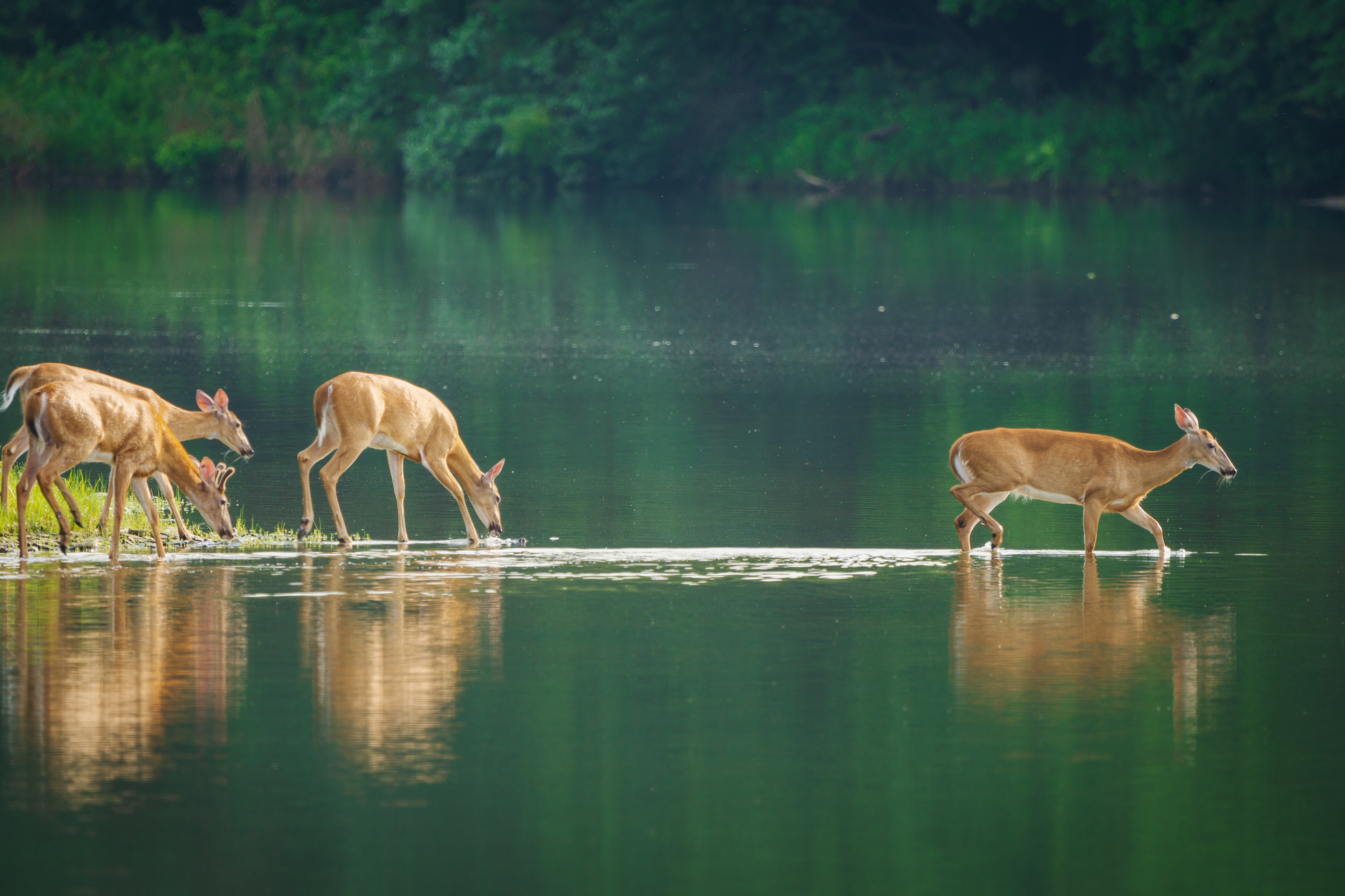 Cooling  off at the Montour Preserve