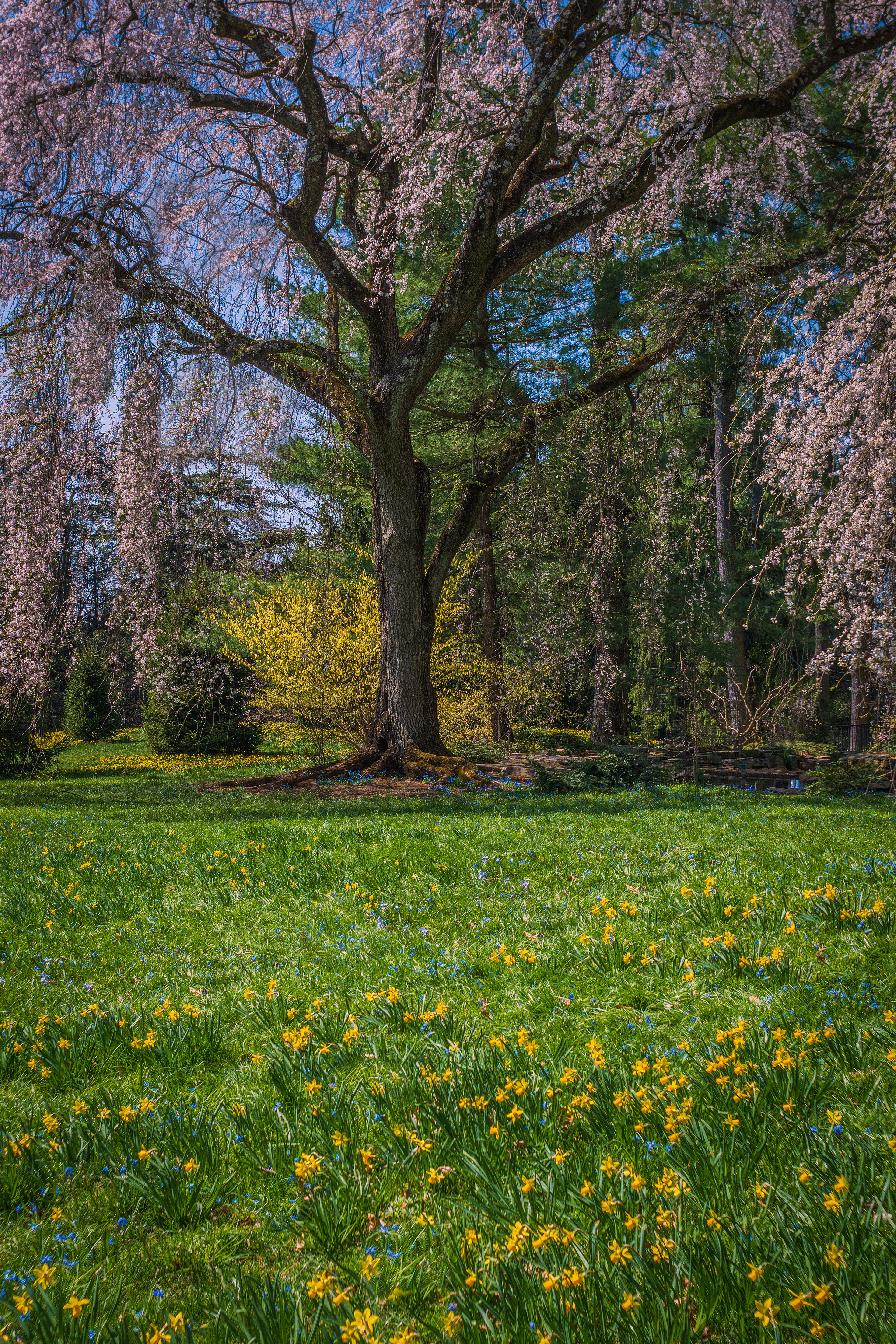Spring in Bloom, Longwood Gardens