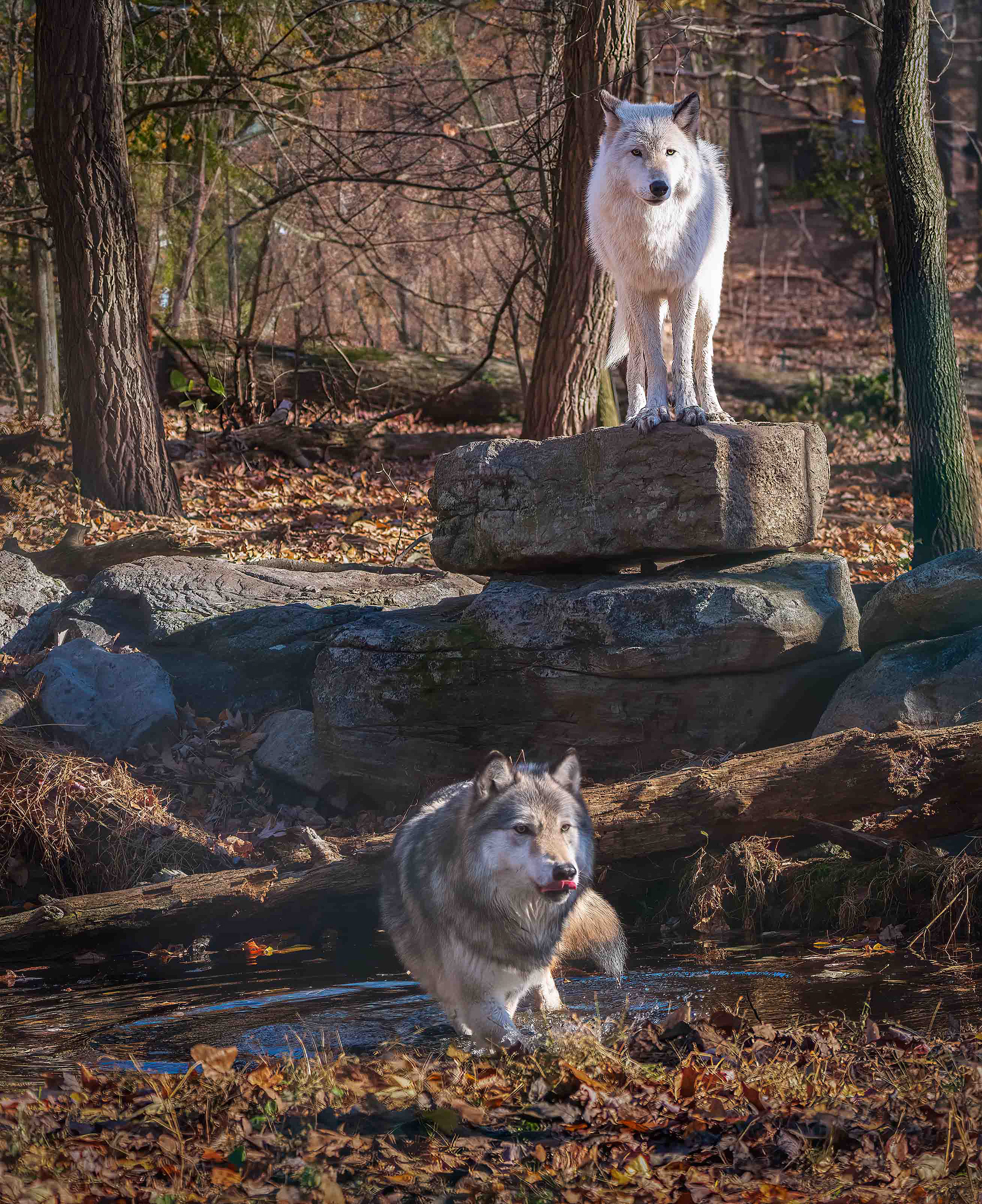 Overseeing the pack