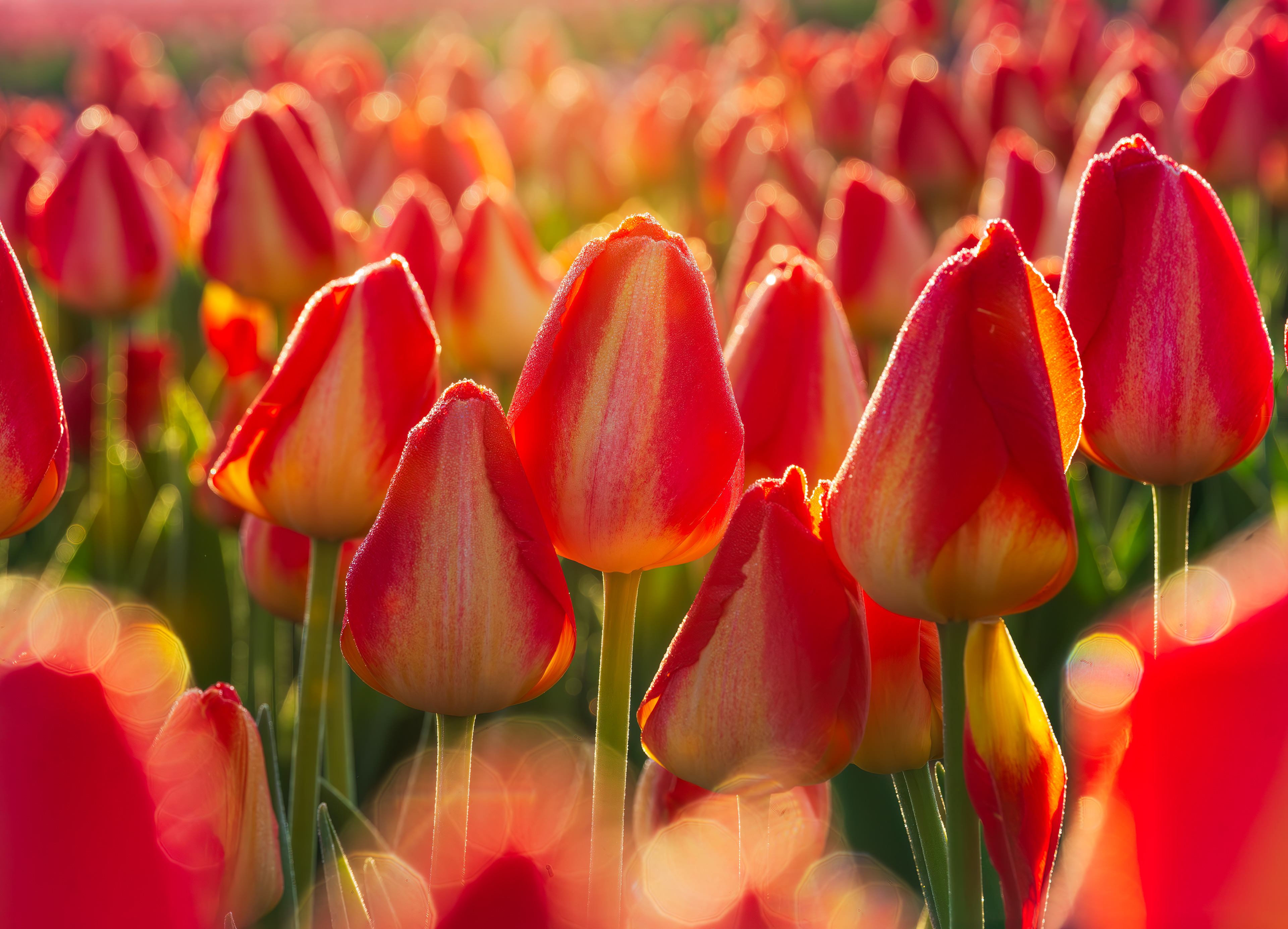 Glowing Tulips, Wooden Shoe Tulip Farm, OR