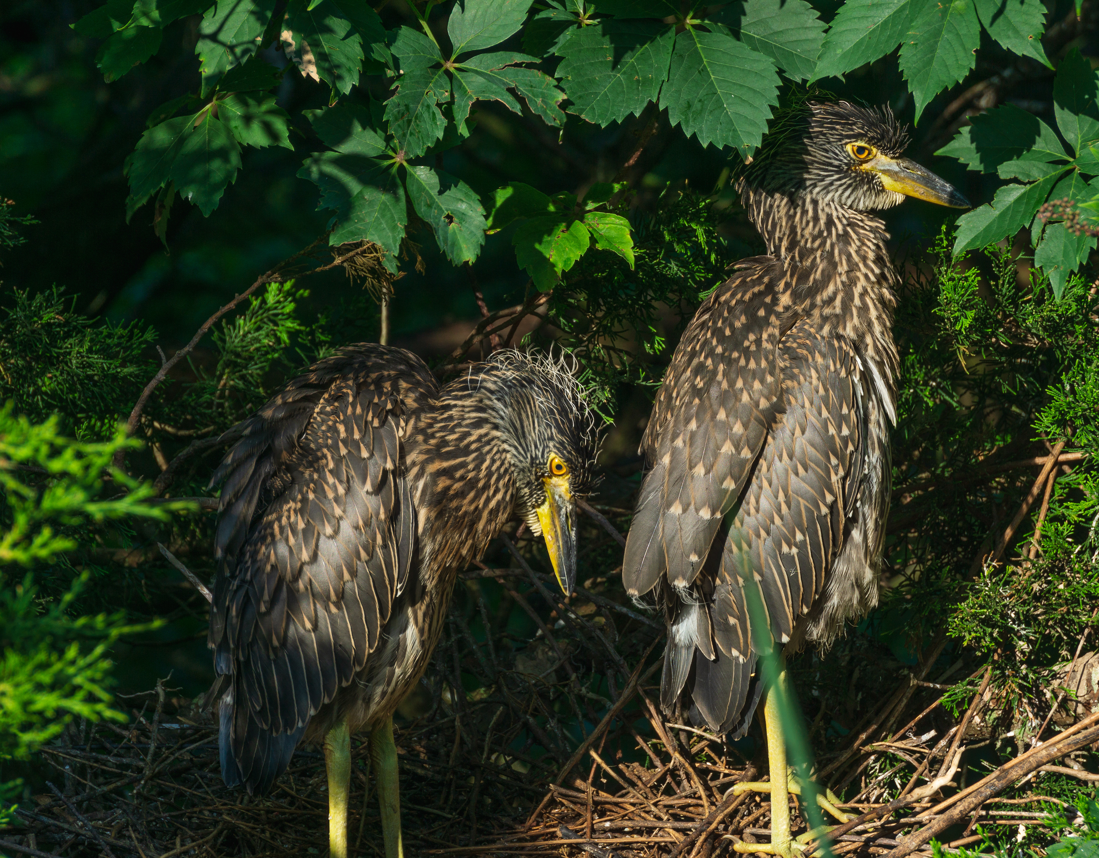 Immature Yellow Crowned Night Herons