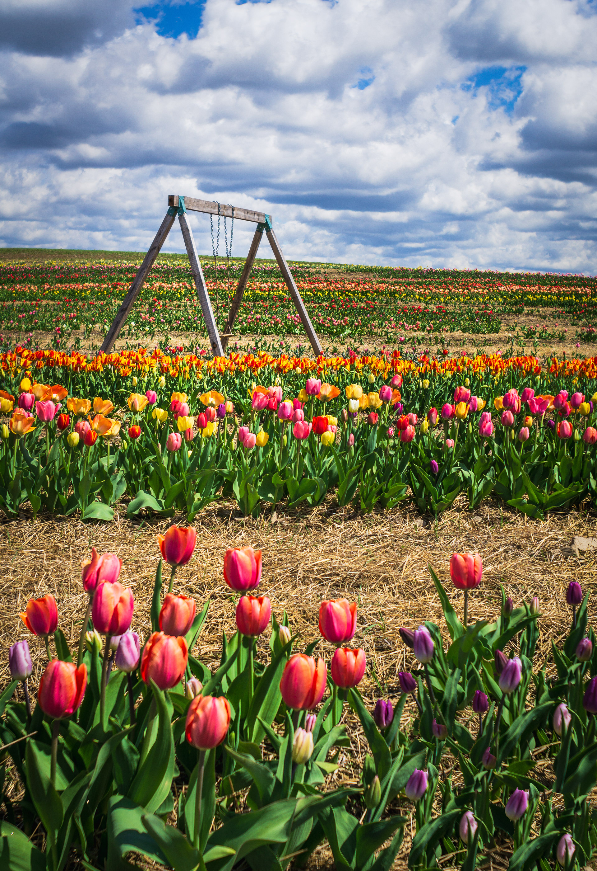 Swinging into Spring