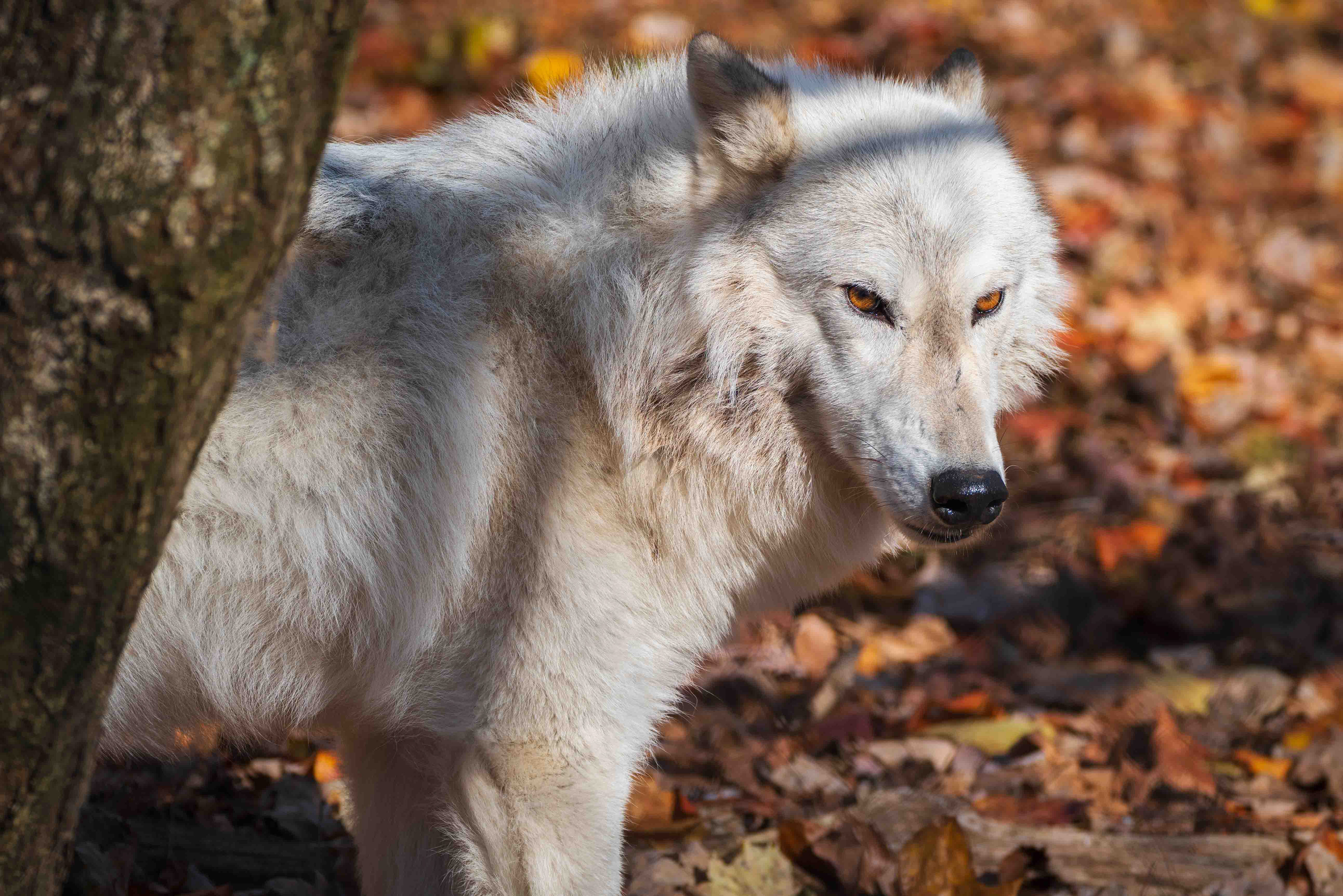 Arctic Wolf with attitude