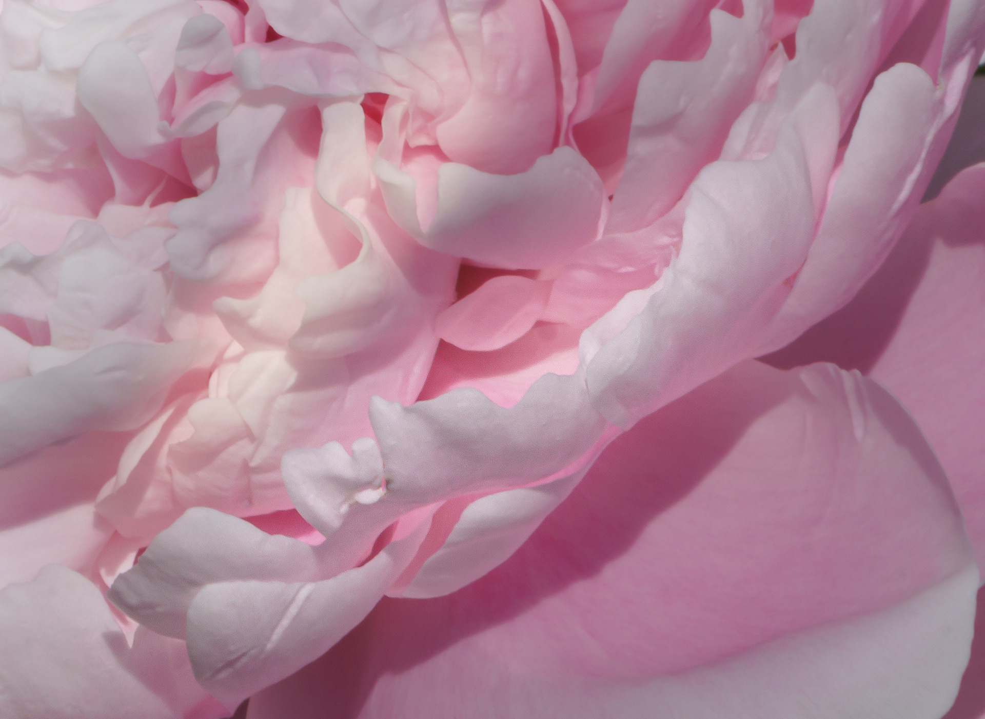Peony 