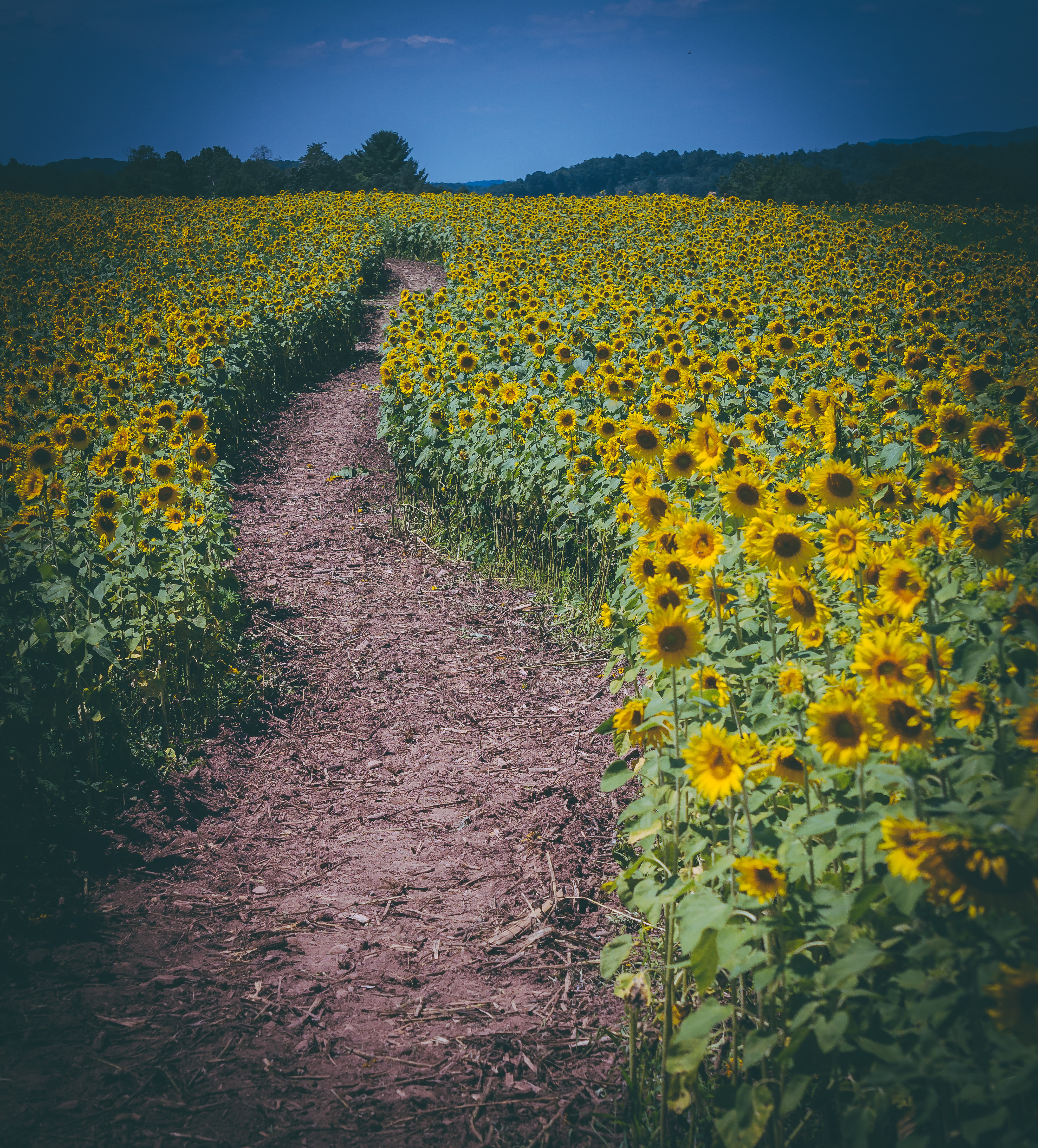 Second Mountain Sunflowers, Orwigsburg, PA