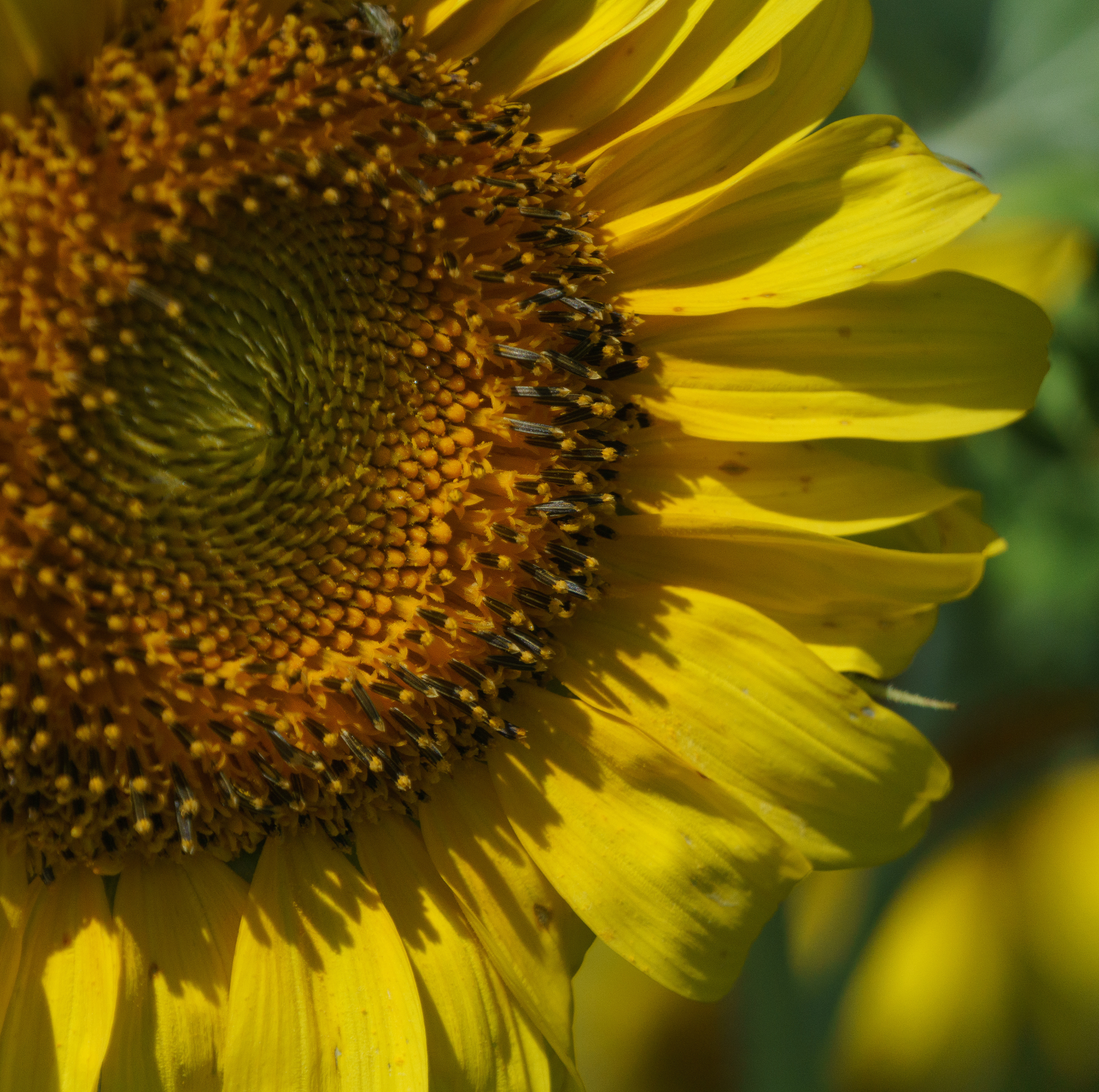 Sunflower Macro