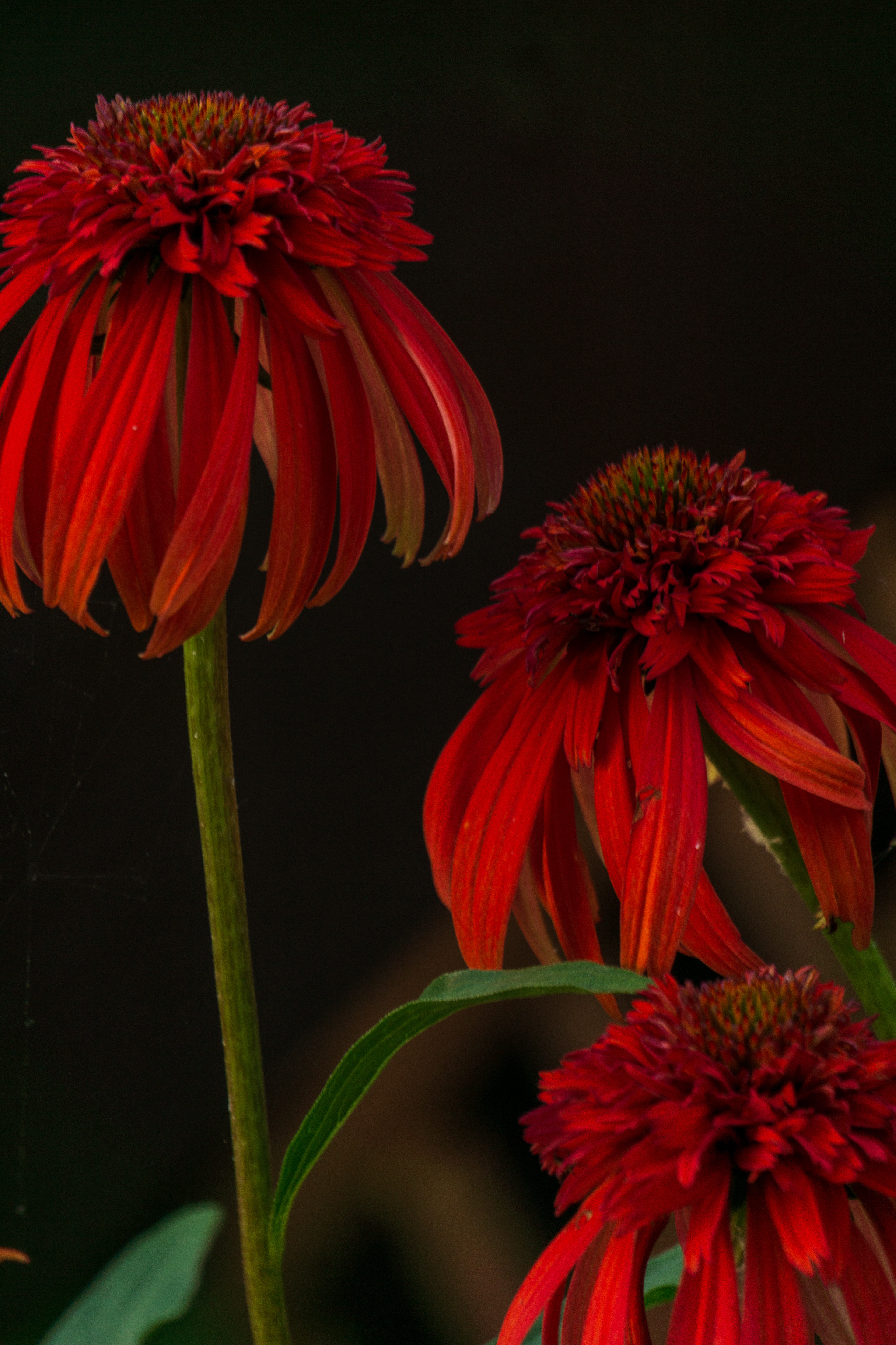 Sombrero Echinacea